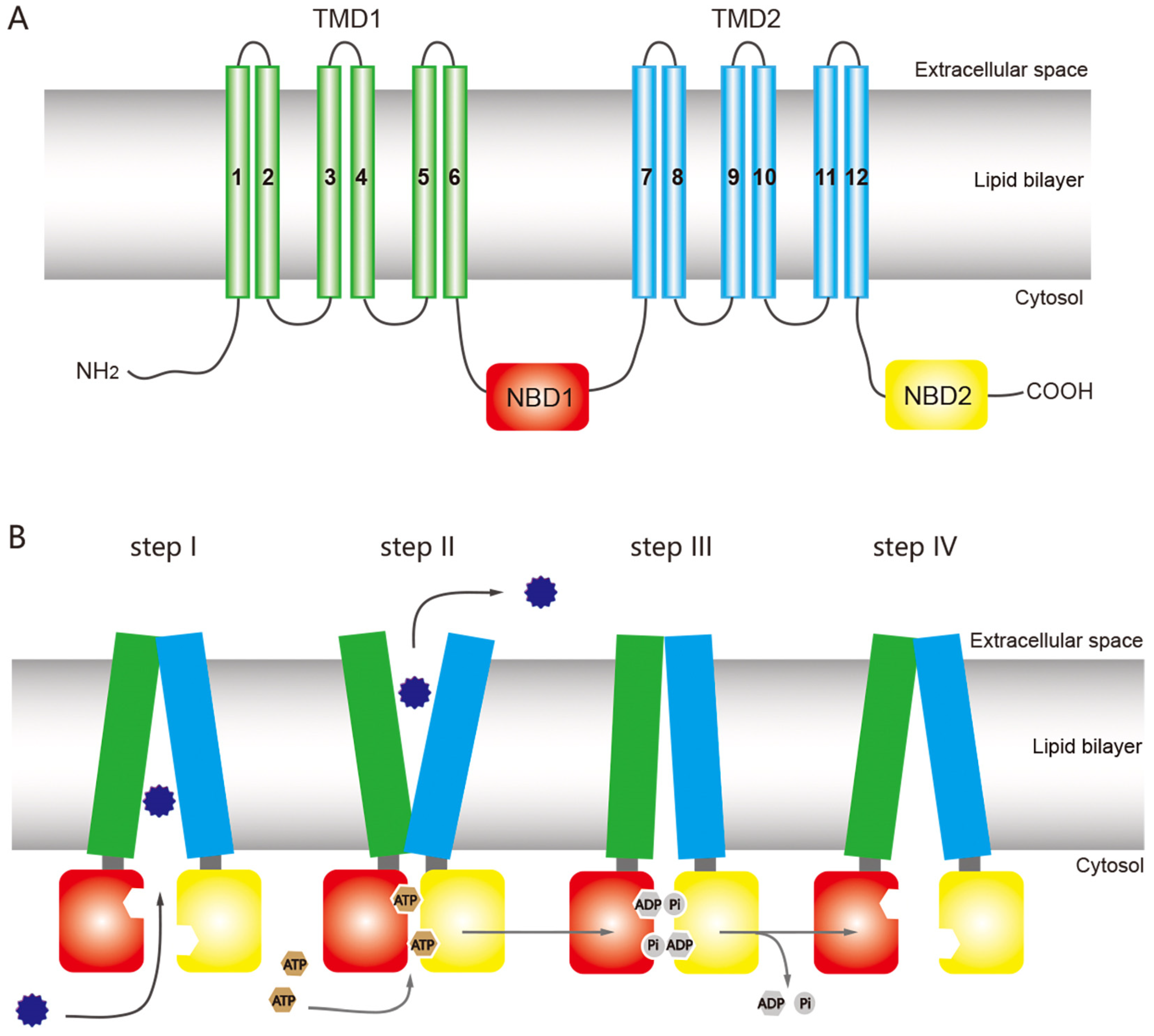IJMS | Free Full-Text | Insect ATP-Binding Cassette (ABC) Transporters:  Roles in Xenobiotic Detoxification and Bt Insecticidal Activity