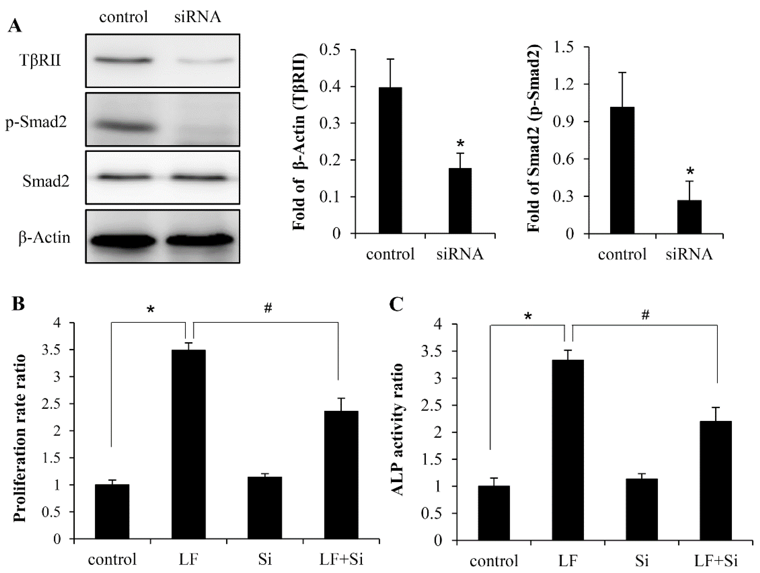 Ijms Free Full Text Activation Of Tgf B Canonical And Noncanonical Signaling In Bovine Lactoferrin Induced Osteogenic Activity Of C3h10t1 2 Mesenchymal Stem Cells Html