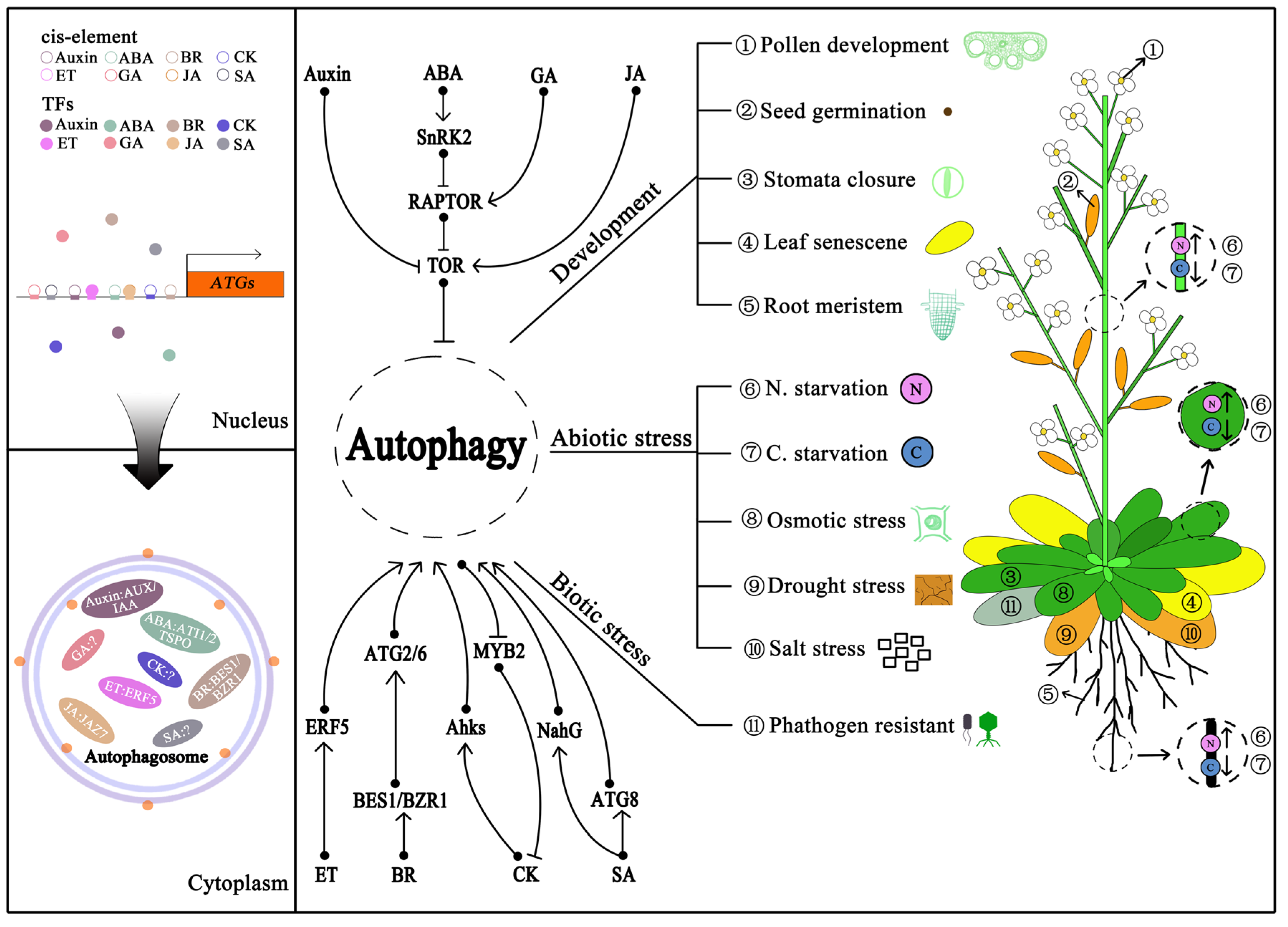 IJMS Free Full Text Autophagy In Plant A New Orchestrator In The