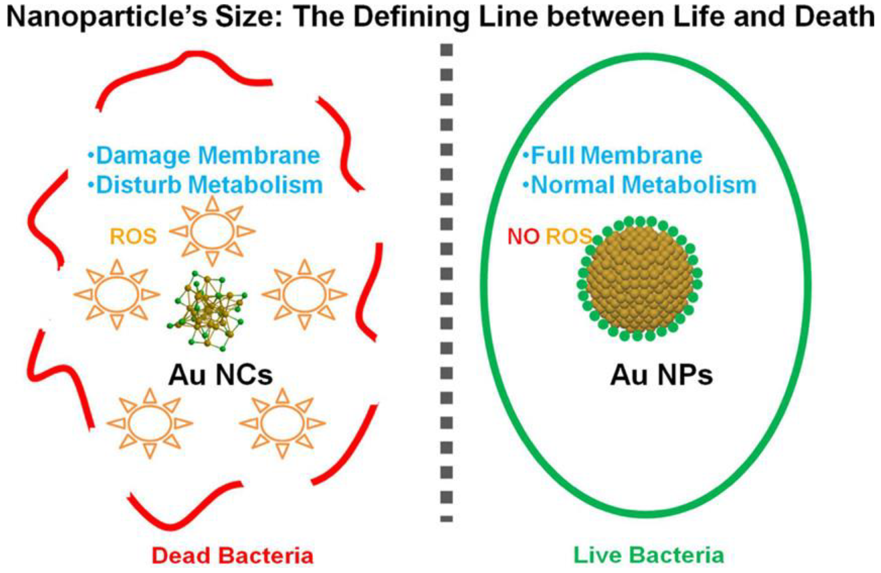 Antimicrobial activity. Nanoclusters and Nanoparticles. Gold Nanoclusters. Bulk Metal Nanoparticle Nanocluster. Gold Nanoclusters with 13 and 14 Atoms have a Flat STRUCTUREGOLD Nanoclusters with 13 and 14 Atoms have a Flat structure.