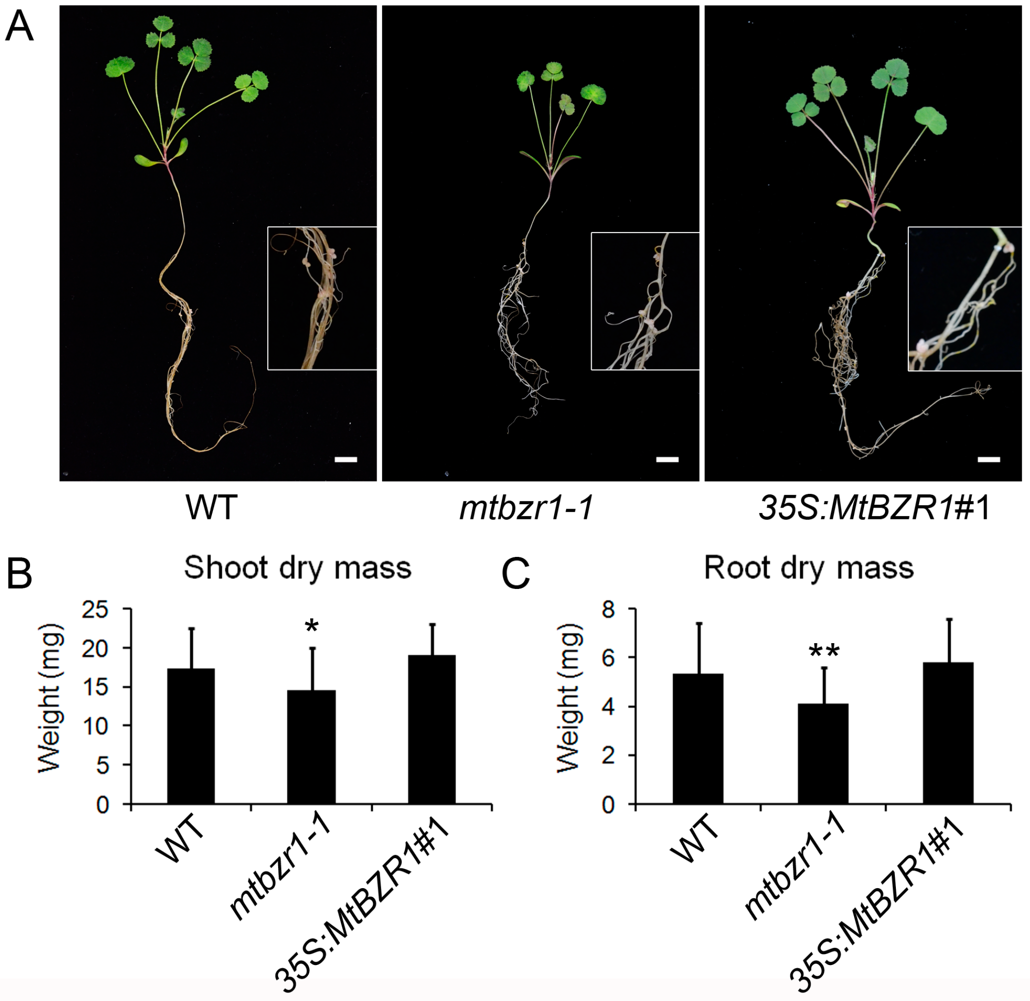 Ijms 20 02941 g003 Ijms 20 02941 g003
