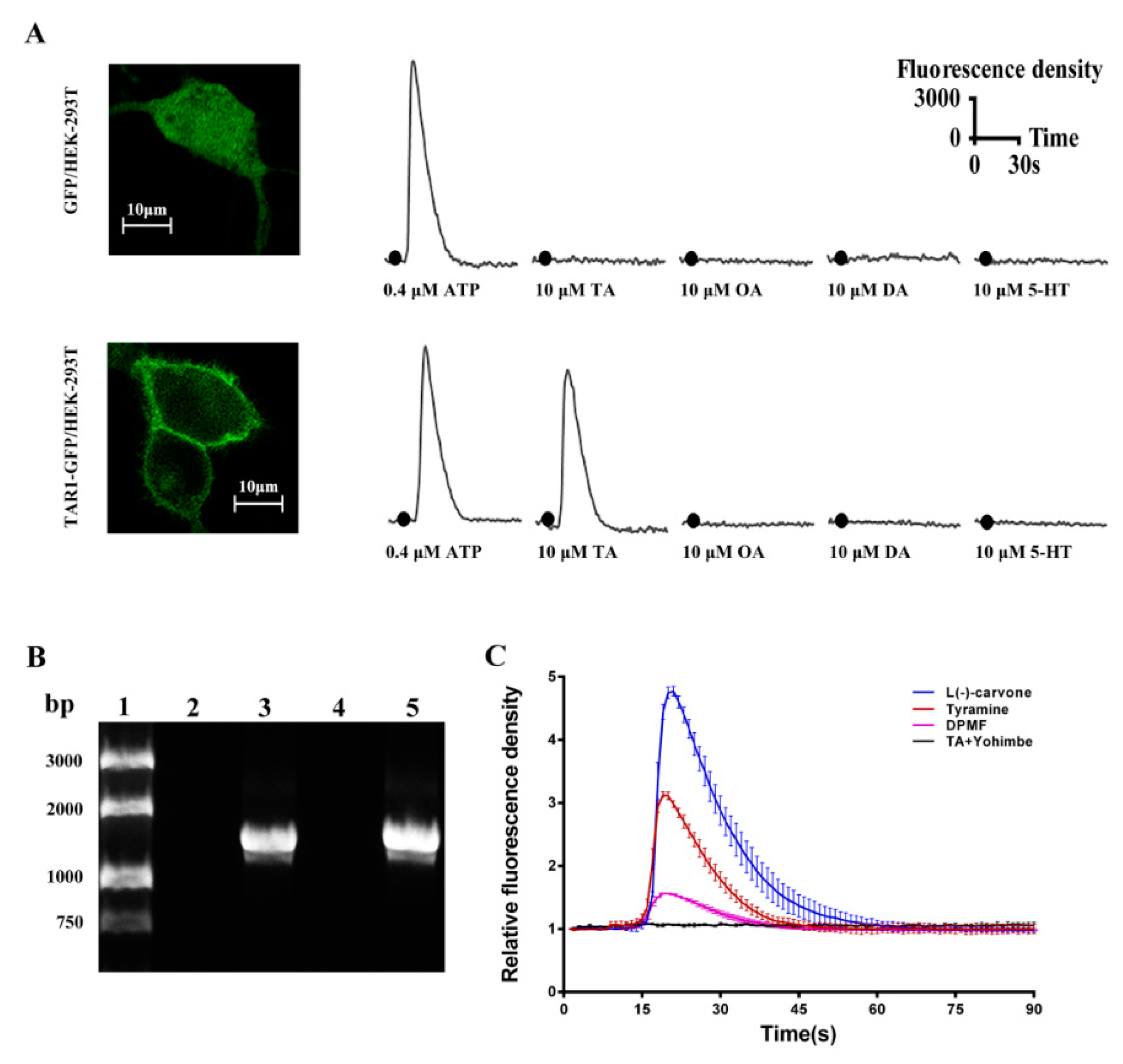 Ijms 20 02953 g004 Ijms 20 02953 g004