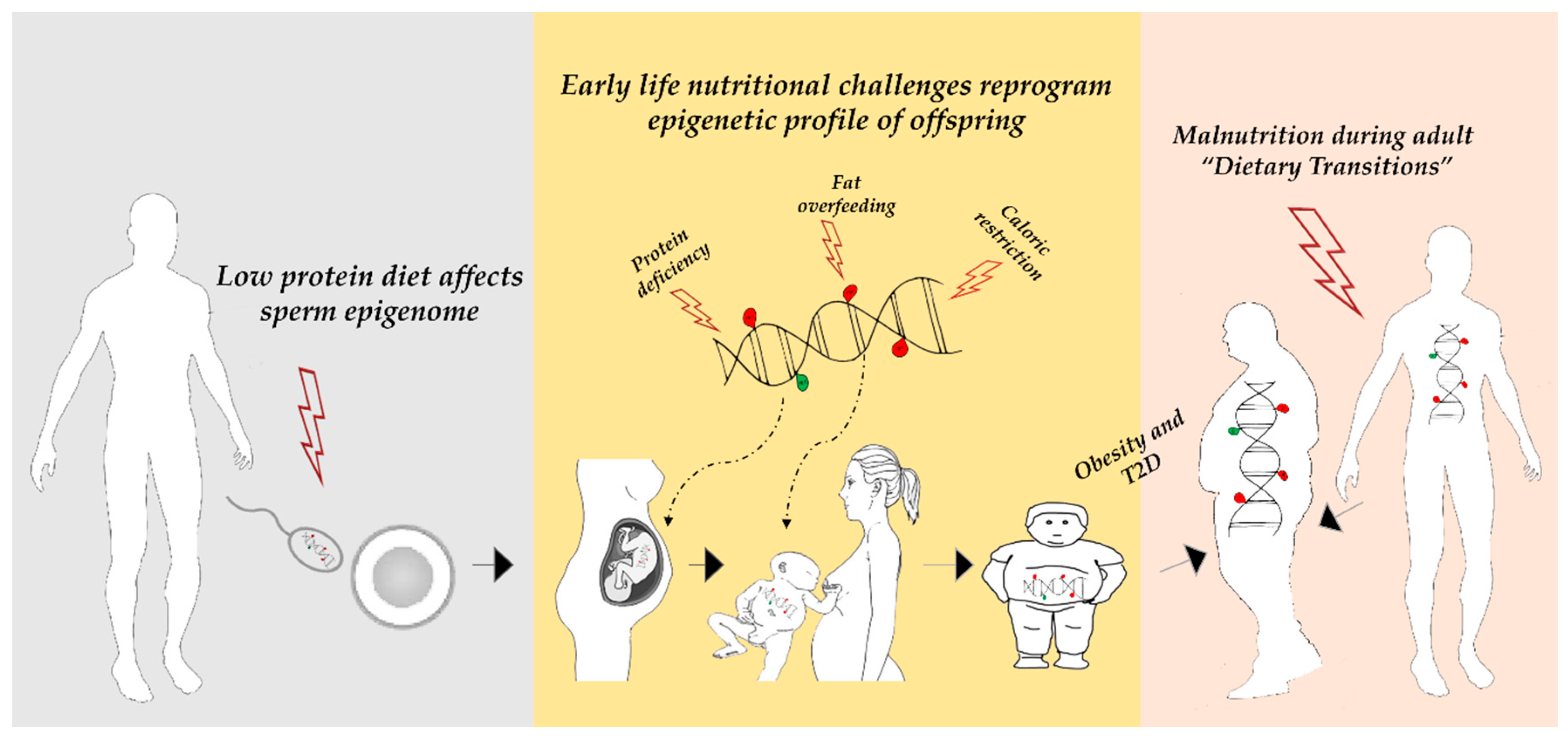 IJMS | Free Full-Text | Nutritional Factors, DNA Methylation, and 