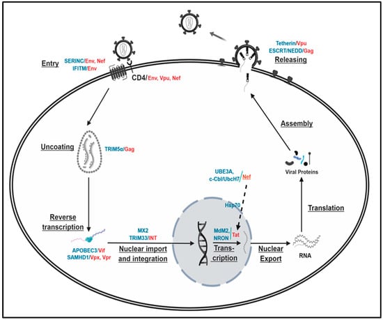 IJMS Free Full Text Role of the Ubiquitin Proteasome System