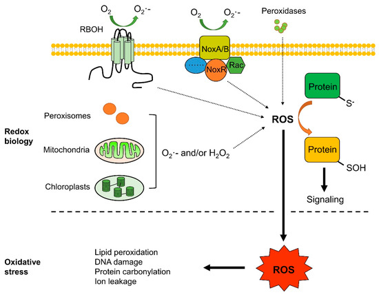 IJMS | Free Full-Text | Production, Signaling, and Scavenging Mechanisms of Reactive  Oxygen Species in Fruit–Pathogen Interactions