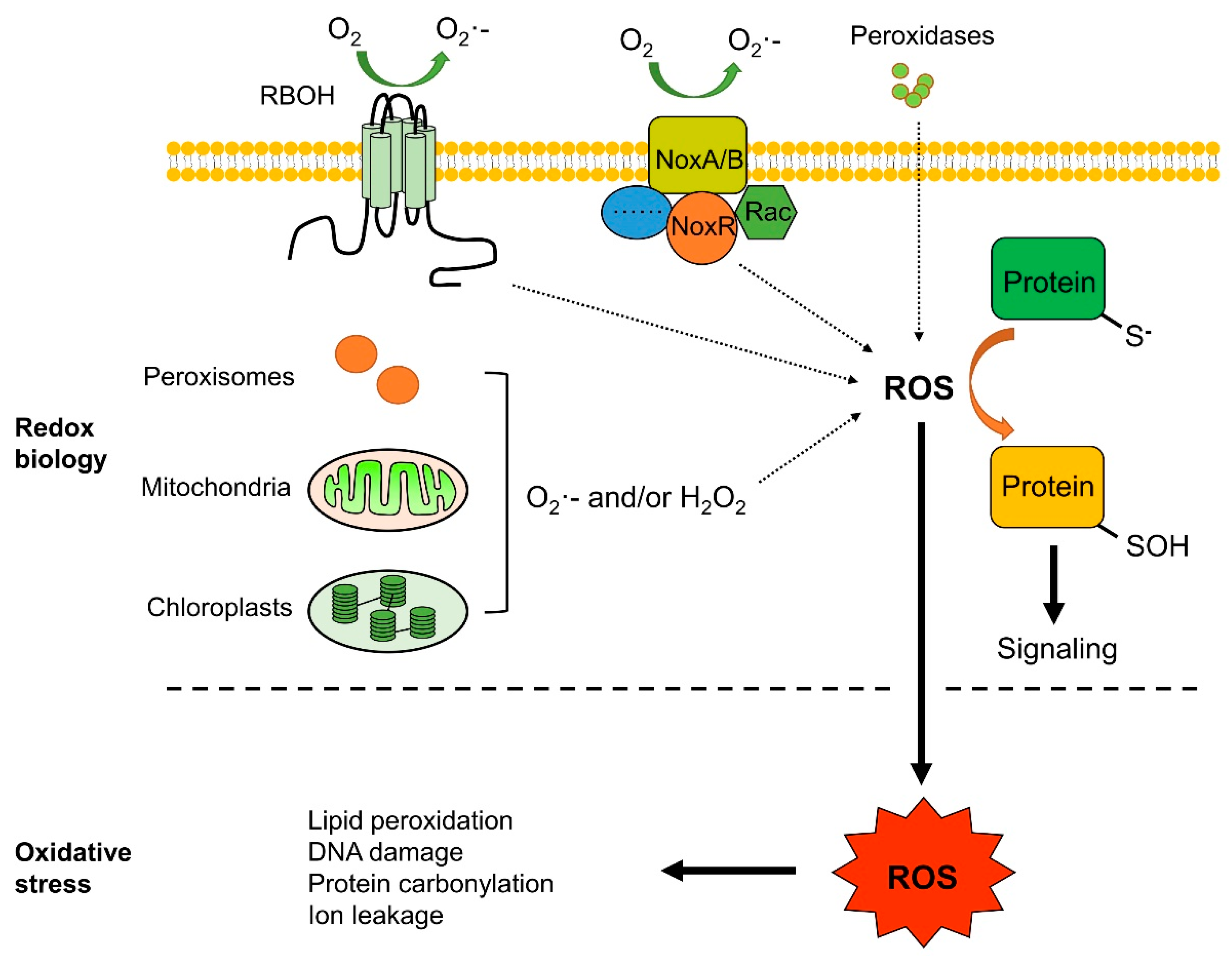 IJMS | Free Full-Text | Production, Signaling, and Scavenging Mechanisms of Reactive  Oxygen Species in Fruit–Pathogen Interactions