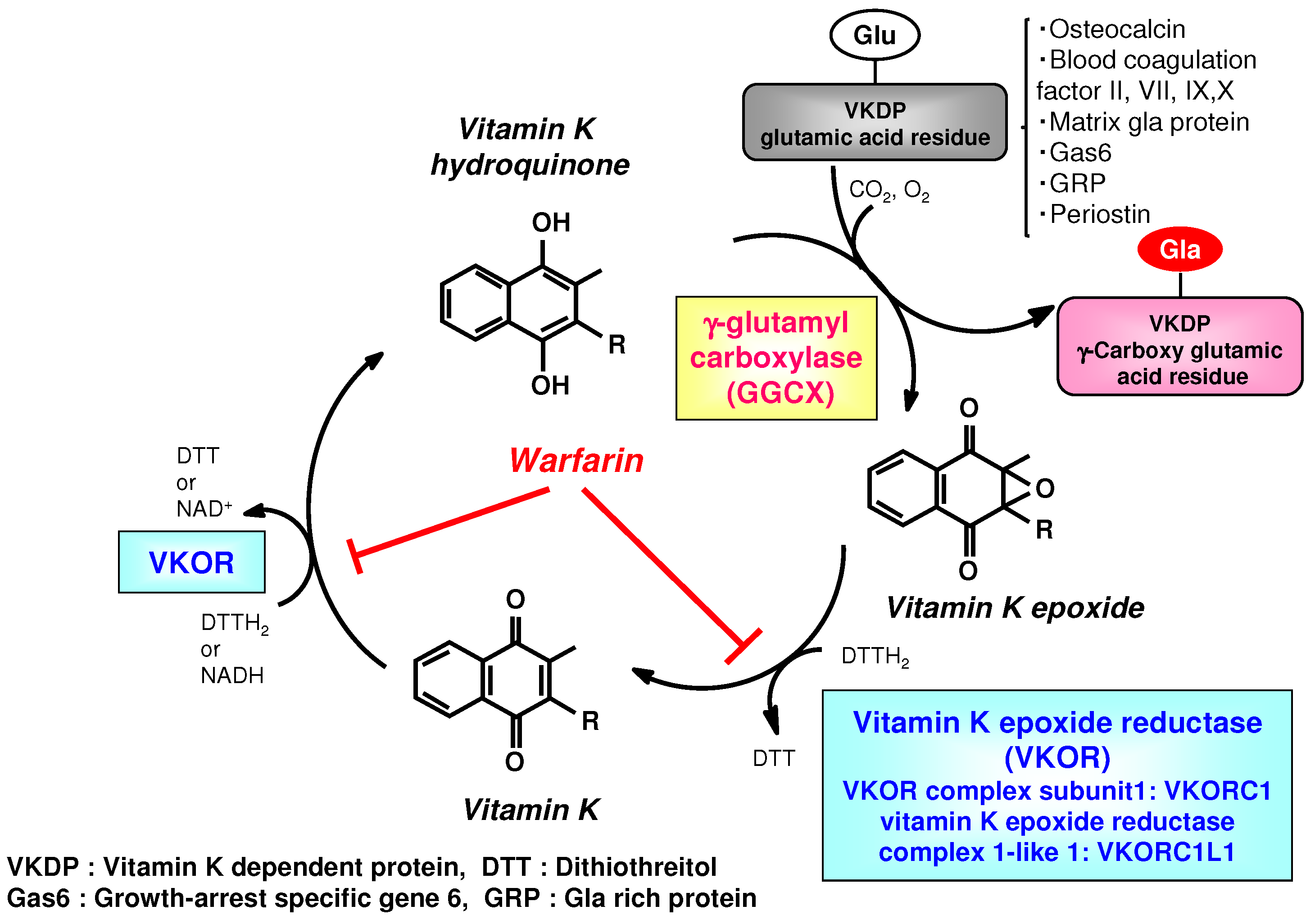 IJMS | Free Full-Text | New Aspects of Vitamin K Research with