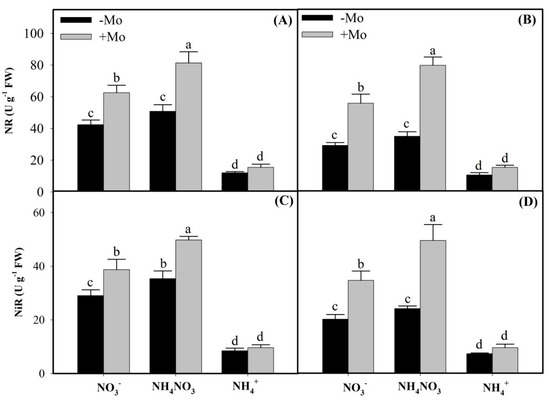 IJMS | Free Full-Text | Molybdenum-Induced Effects on Nitrogen