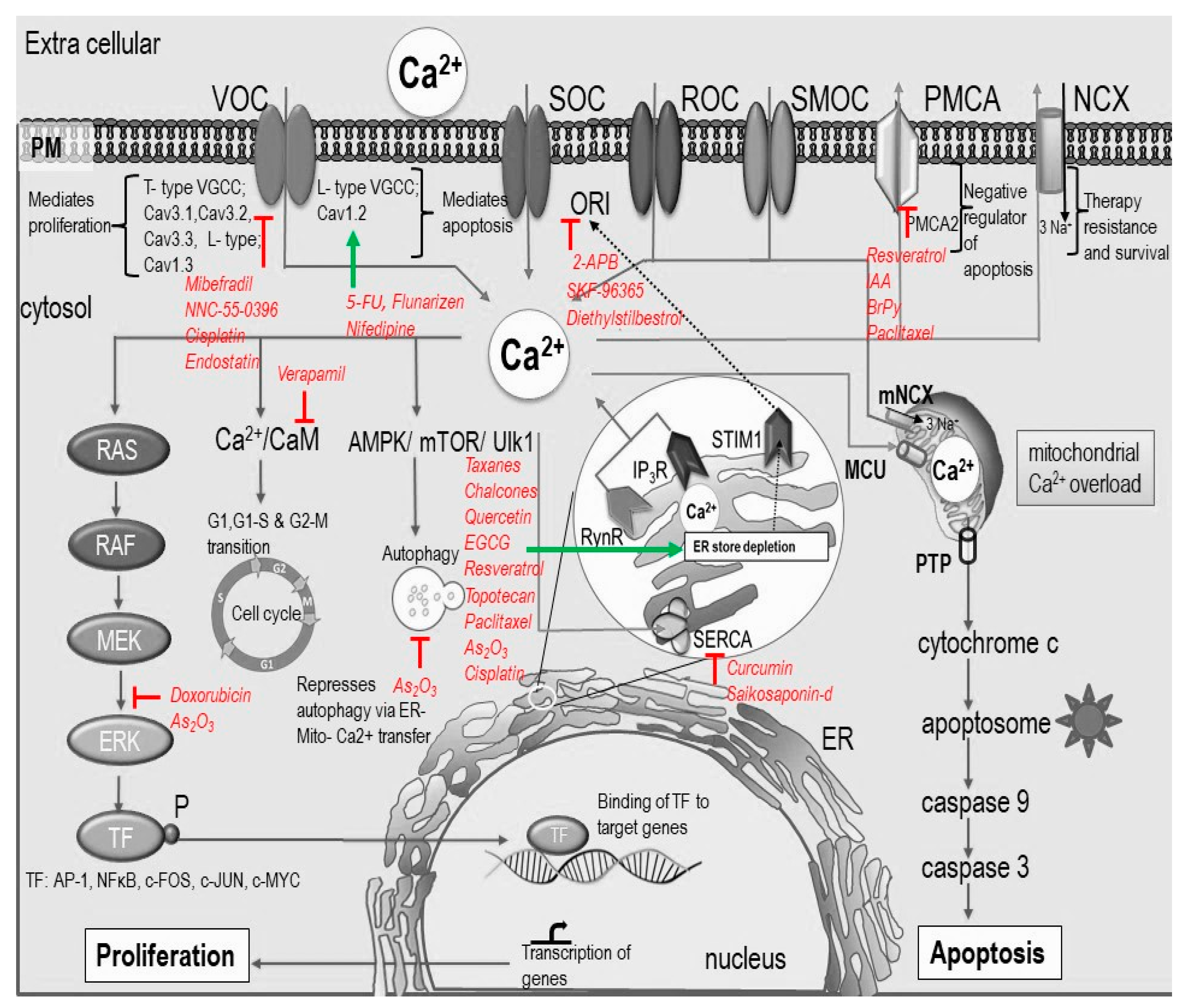 IJMS | Free Full-Text | Anti-Cancer Agents in Proliferation and Cell Death:  The Calcium Connection | HTML