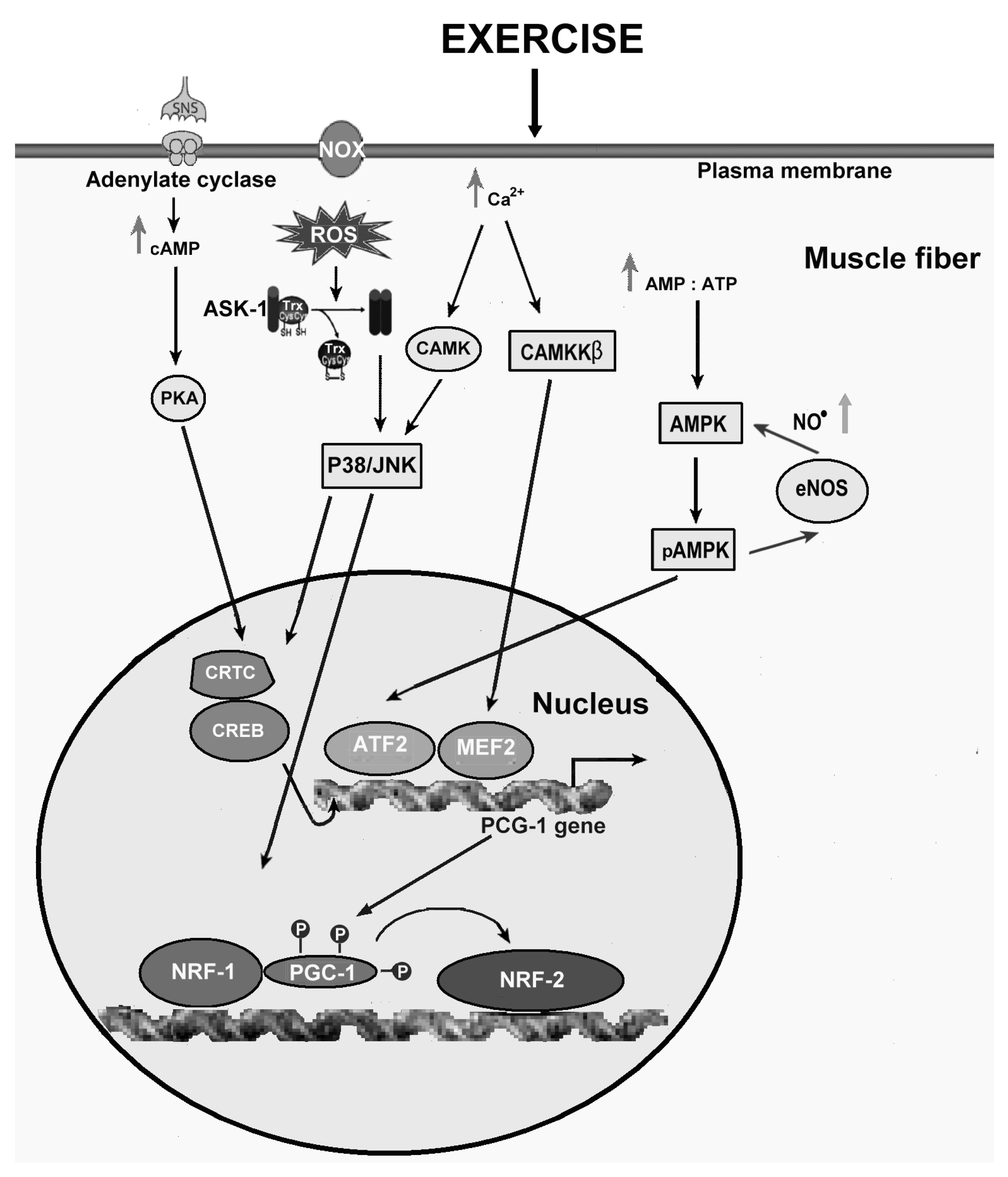 IJMS | Free Full-Text | Mediators Of Physical Activity Protection ...