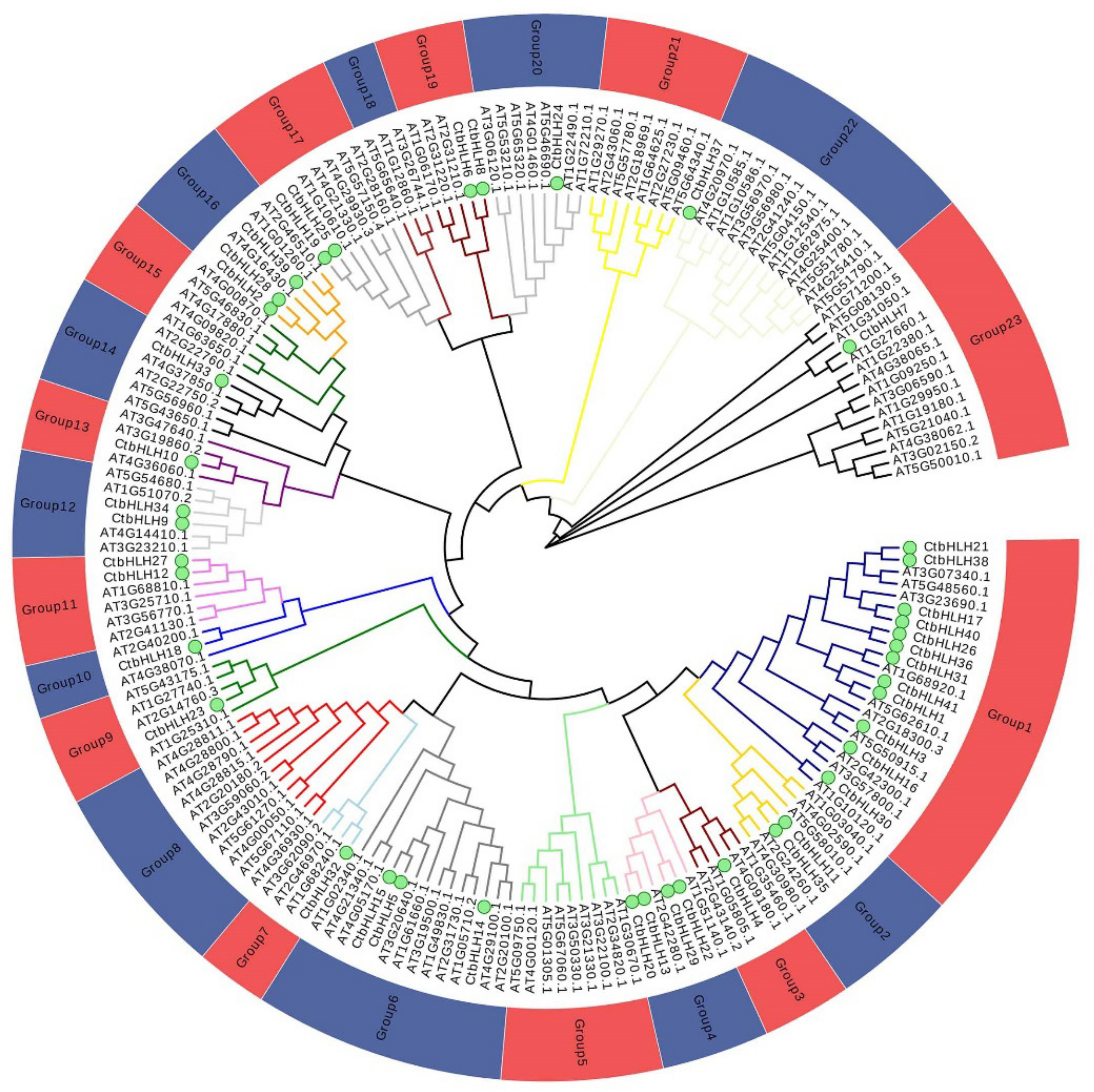 Ijms Free Full Text Genome Wide Identification Expression Analysis And Subcellular Localization Of Carthamus Tinctorius Bhlh Transcription Factors