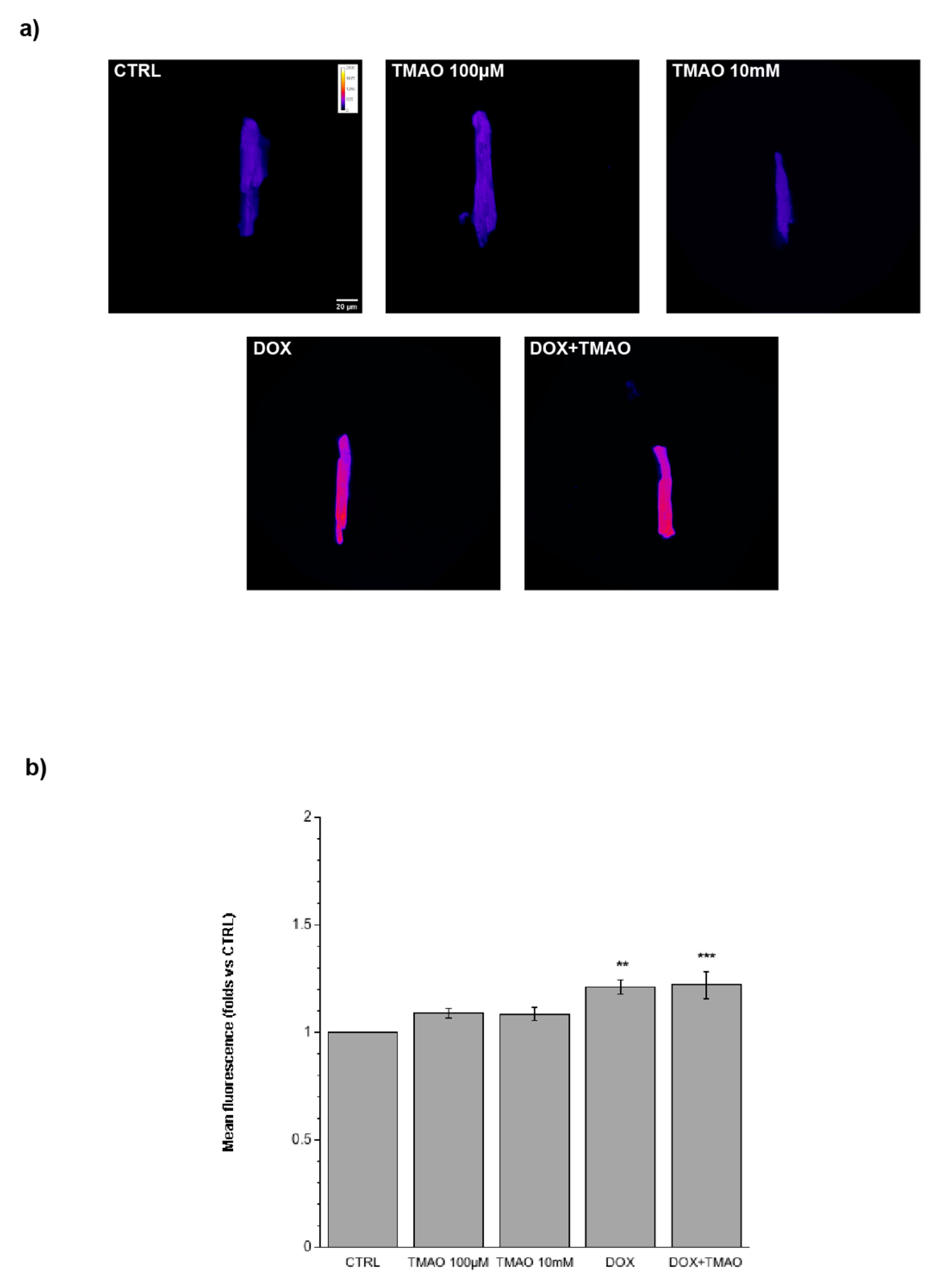 Ijms 20 03045 g004 Ijms 20 03045 g004