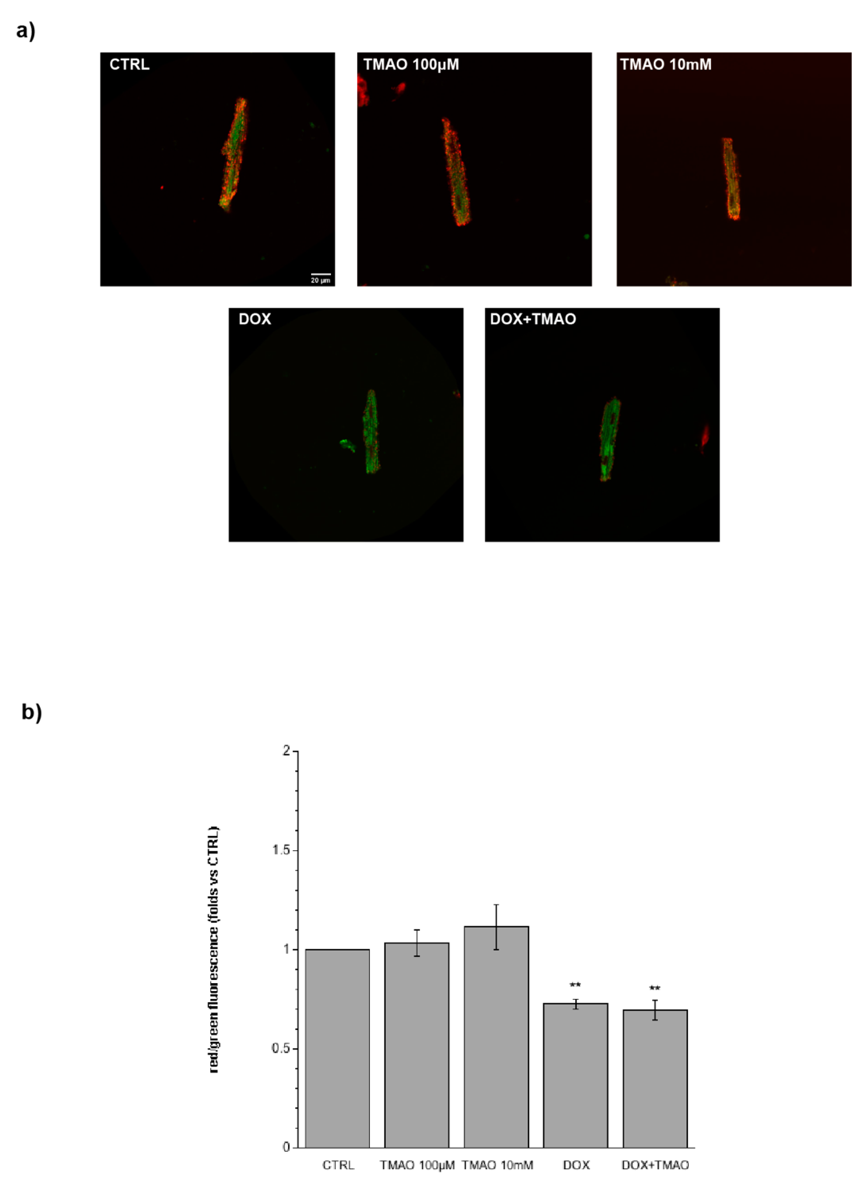 Ijms 20 03045 g006 Ijms 20 03045 g006
