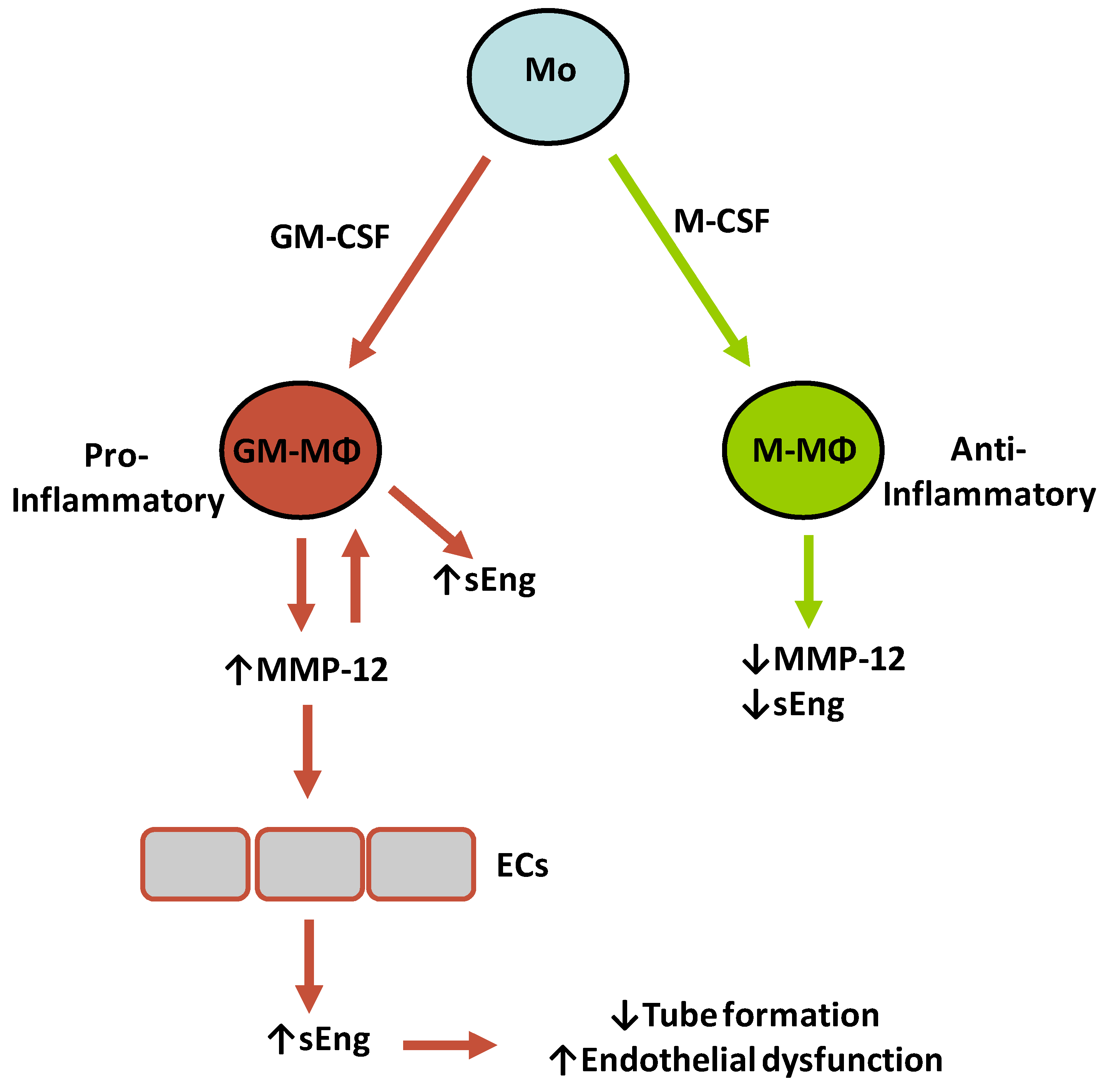 Ijms 20 03107 g008 Ijms 20 03107 g008