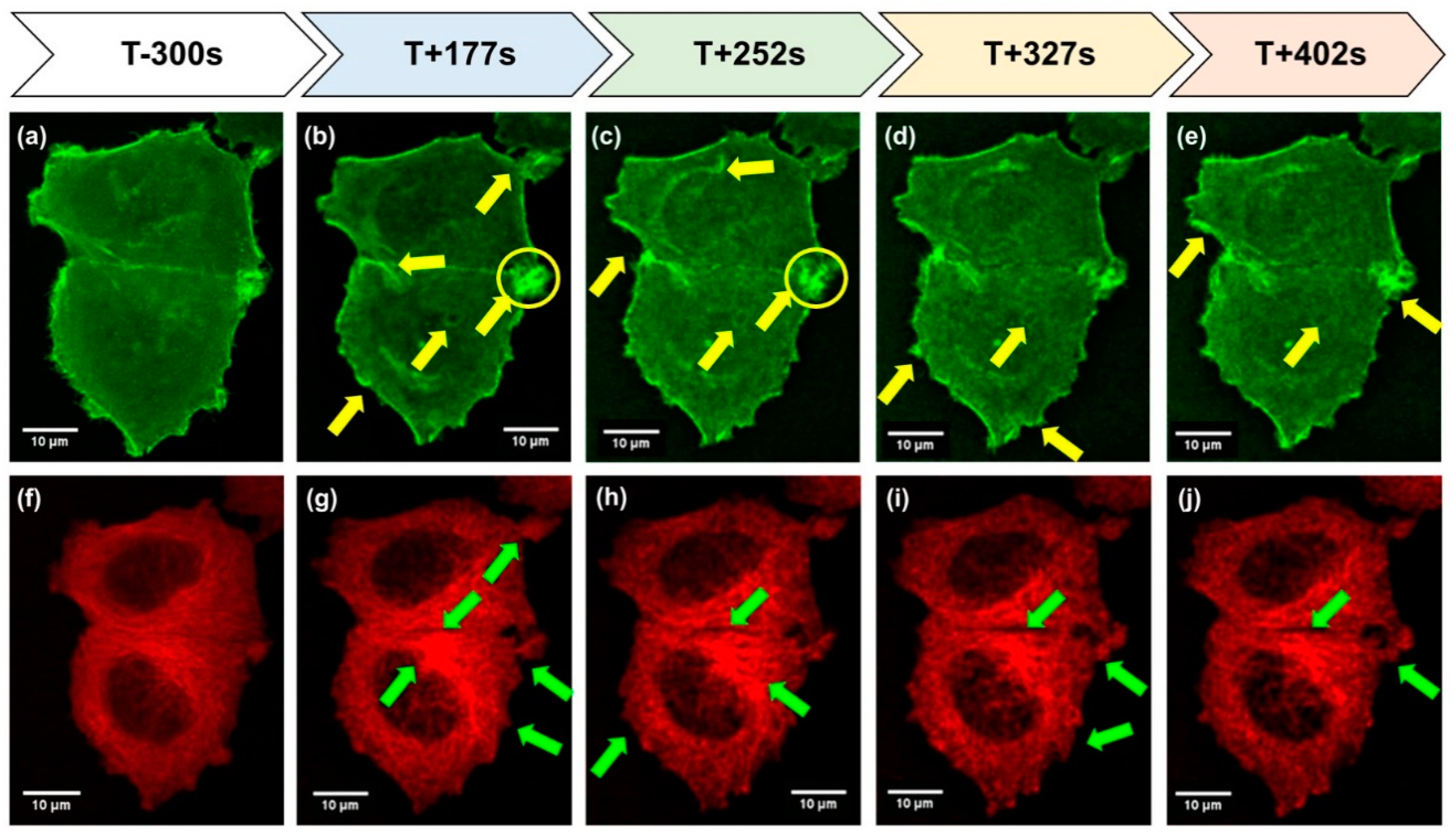 Ijms 20 03156 g001 Ijms 20 03156 g001