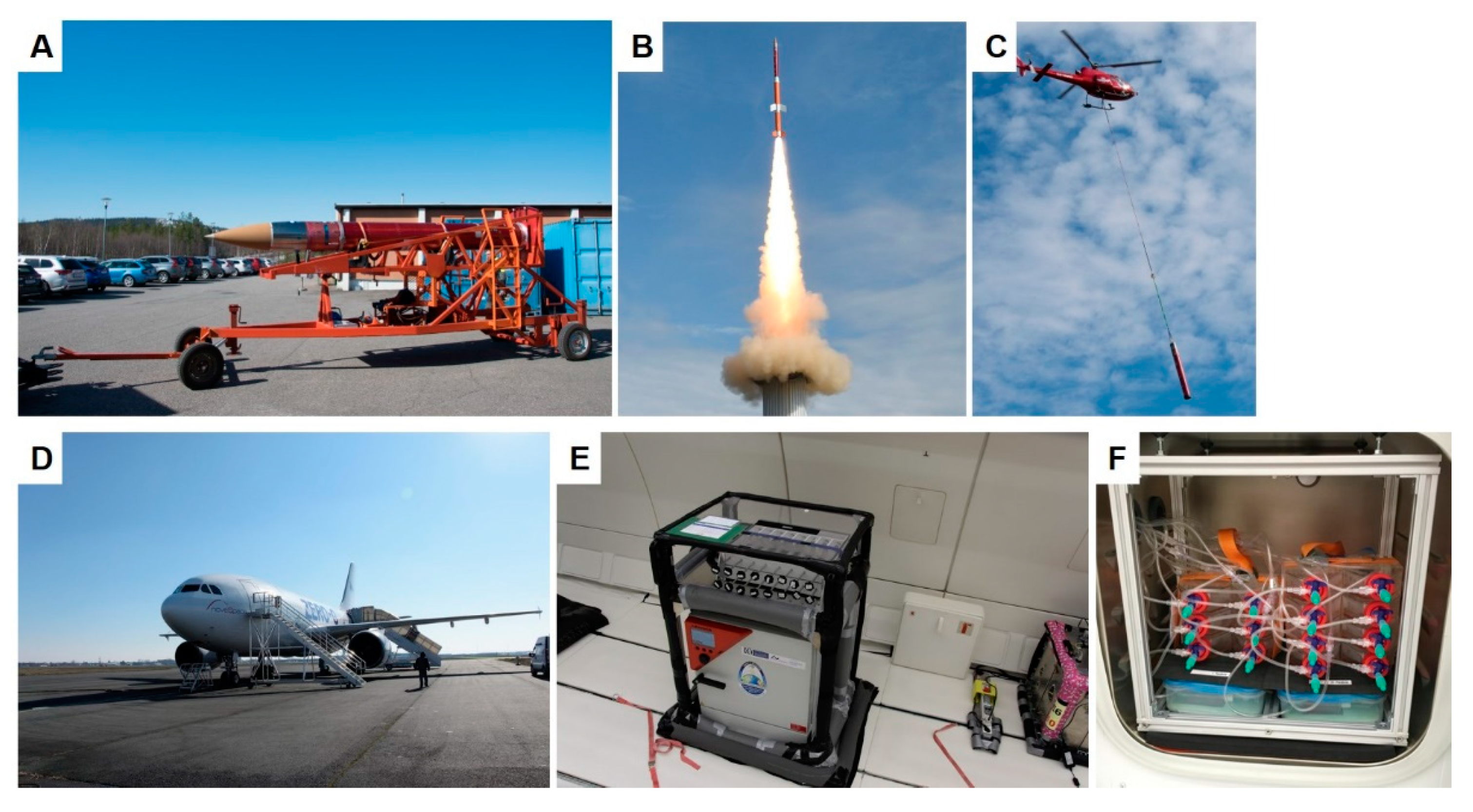 Ijms 20 03156 g012 Ijms 20 03156 g012