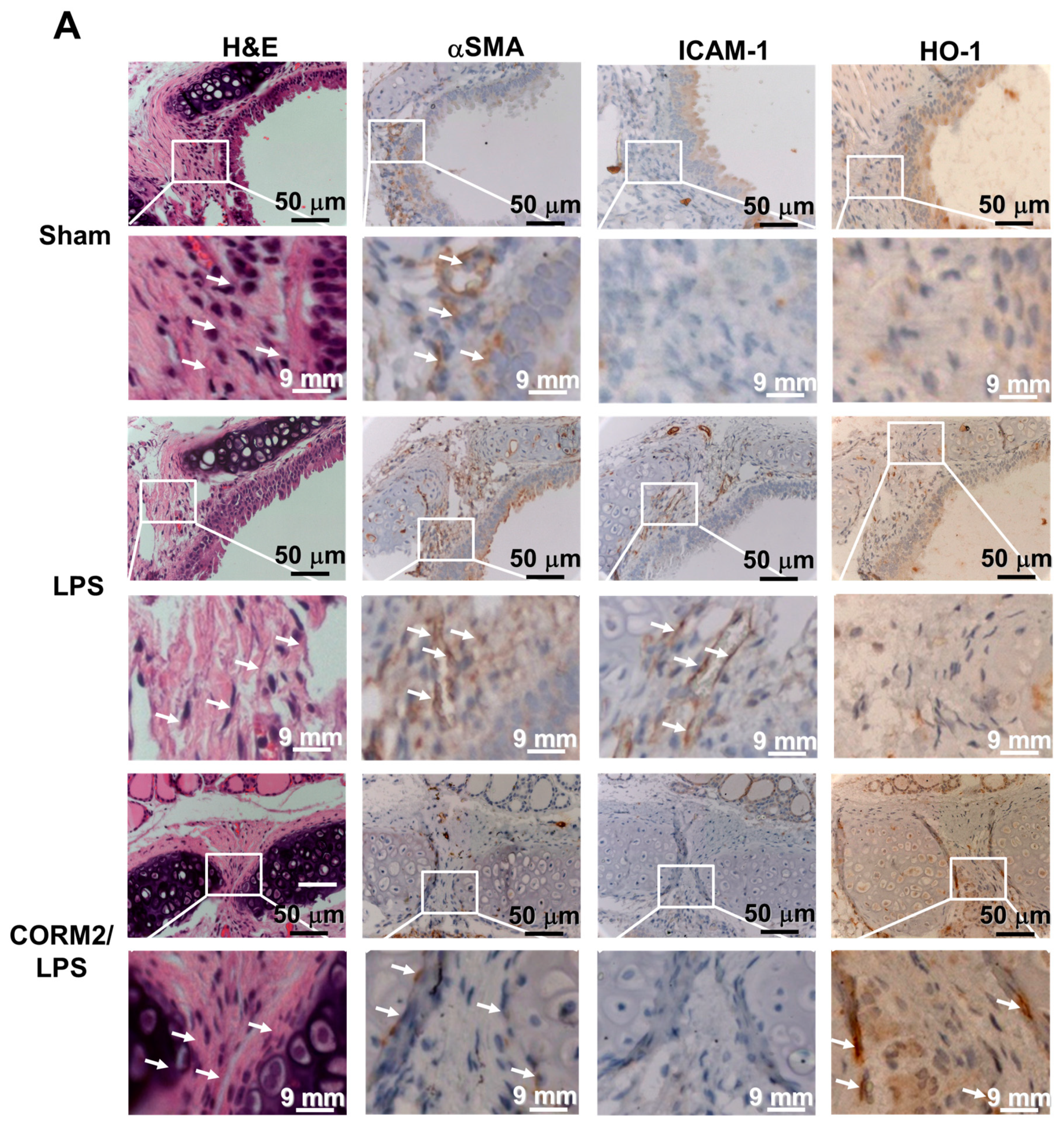 Ijms 20 03157 g001a Ijms 20 03157 g001a