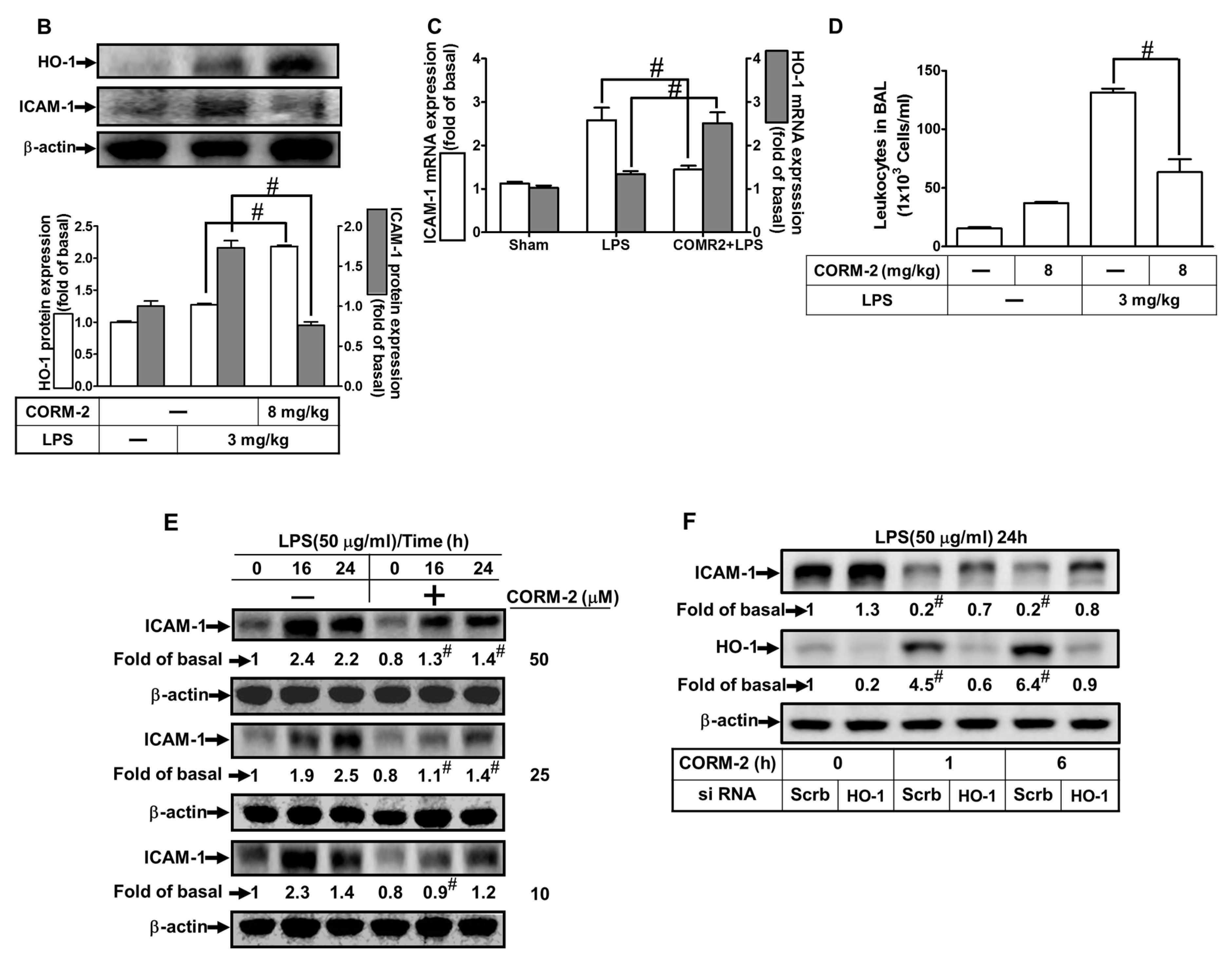 Ijms 20 03157 g001b Ijms 20 03157 g001b