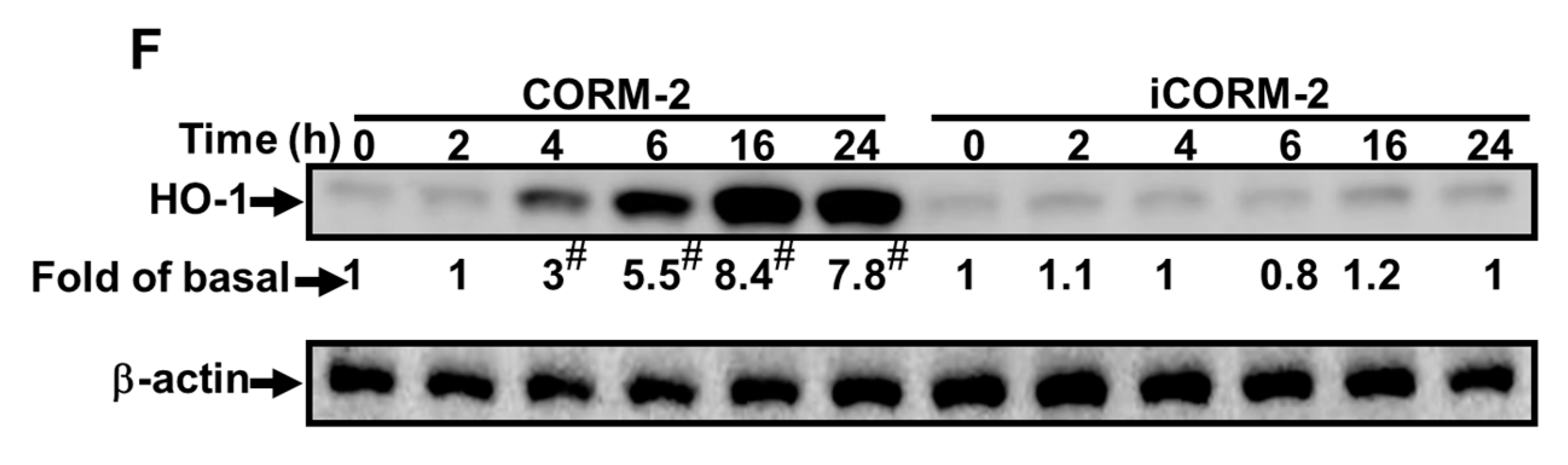 Ijms 20 03157 g002b Ijms 20 03157 g002b