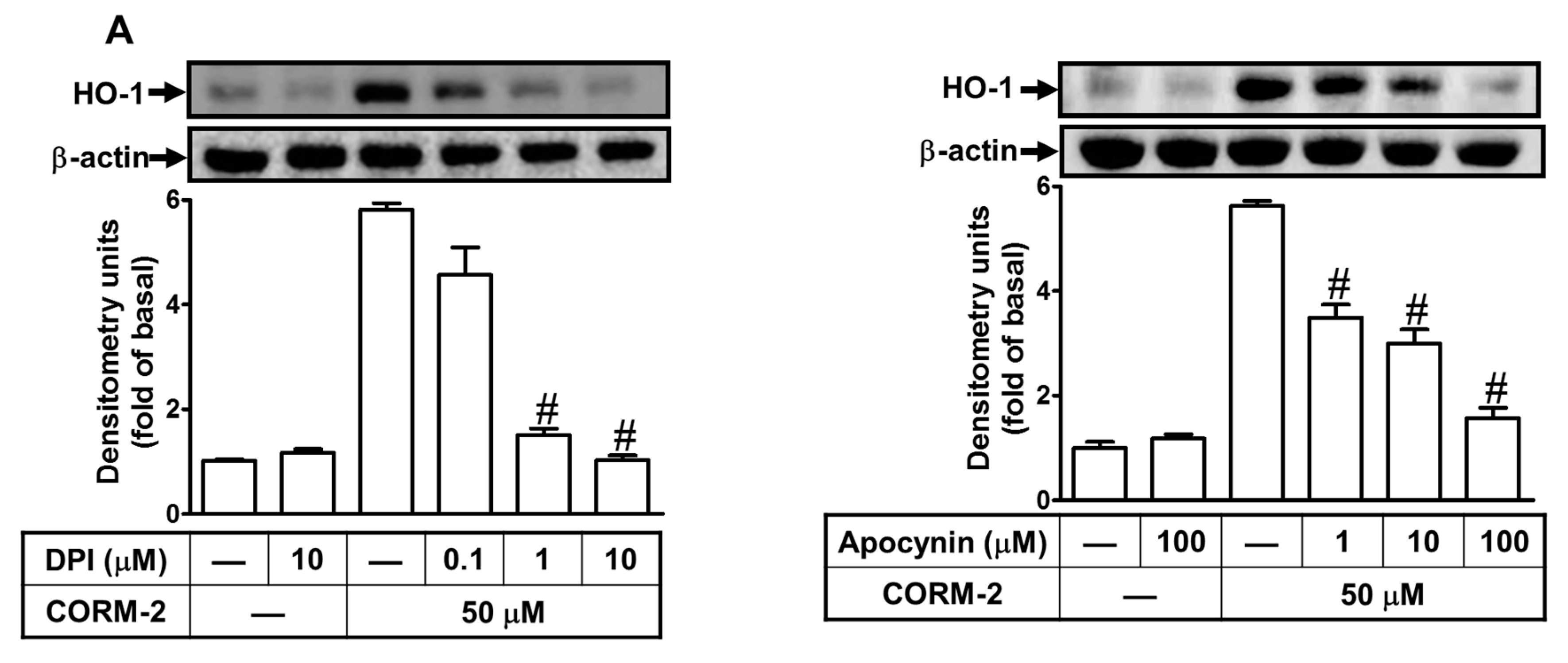Ijms 20 03157 g003a Ijms 20 03157 g003a