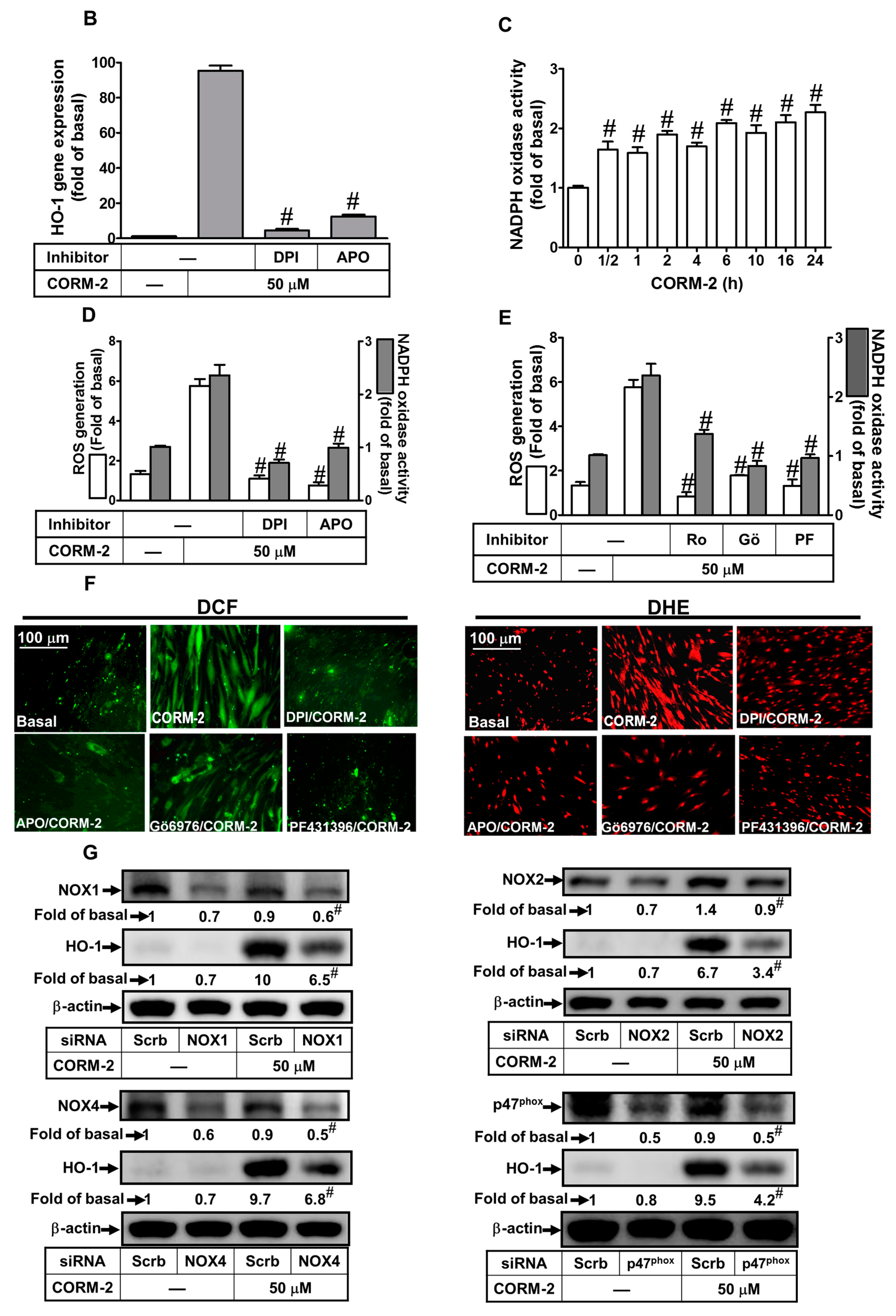 Ijms 20 03157 g003b Ijms 20 03157 g003b