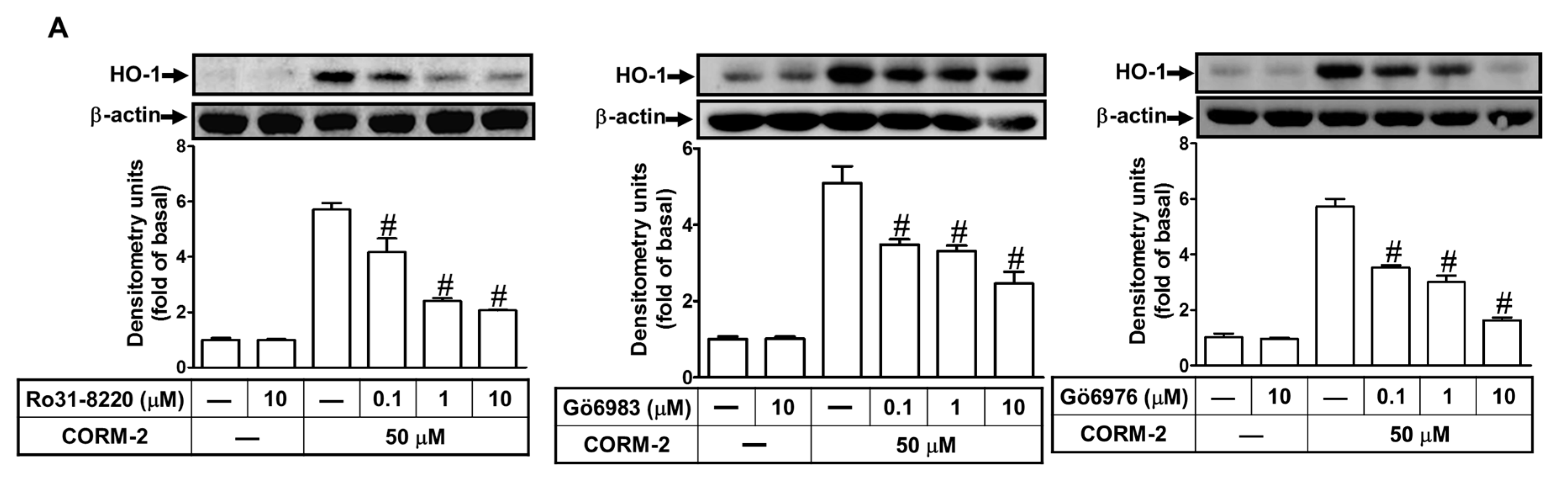 Ijms 20 03157 g004a Ijms 20 03157 g004a
