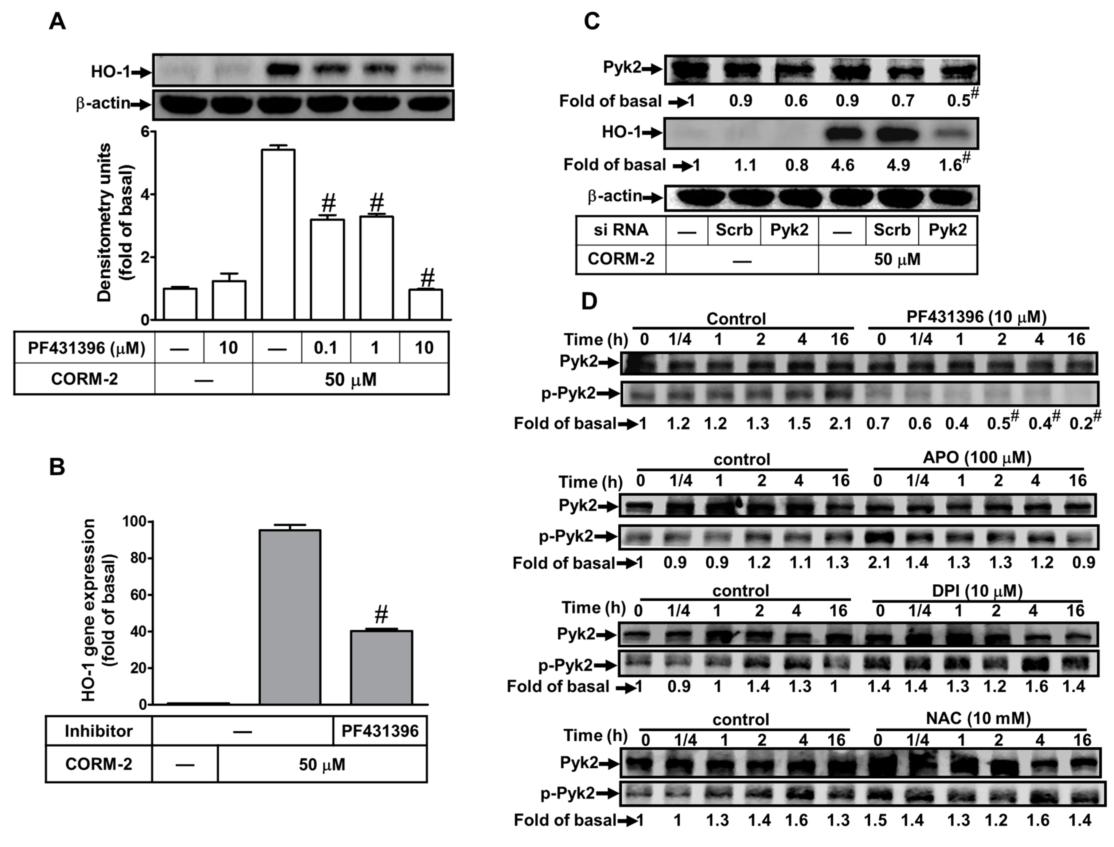 Ijms 20 03157 g005 Ijms 20 03157 g005