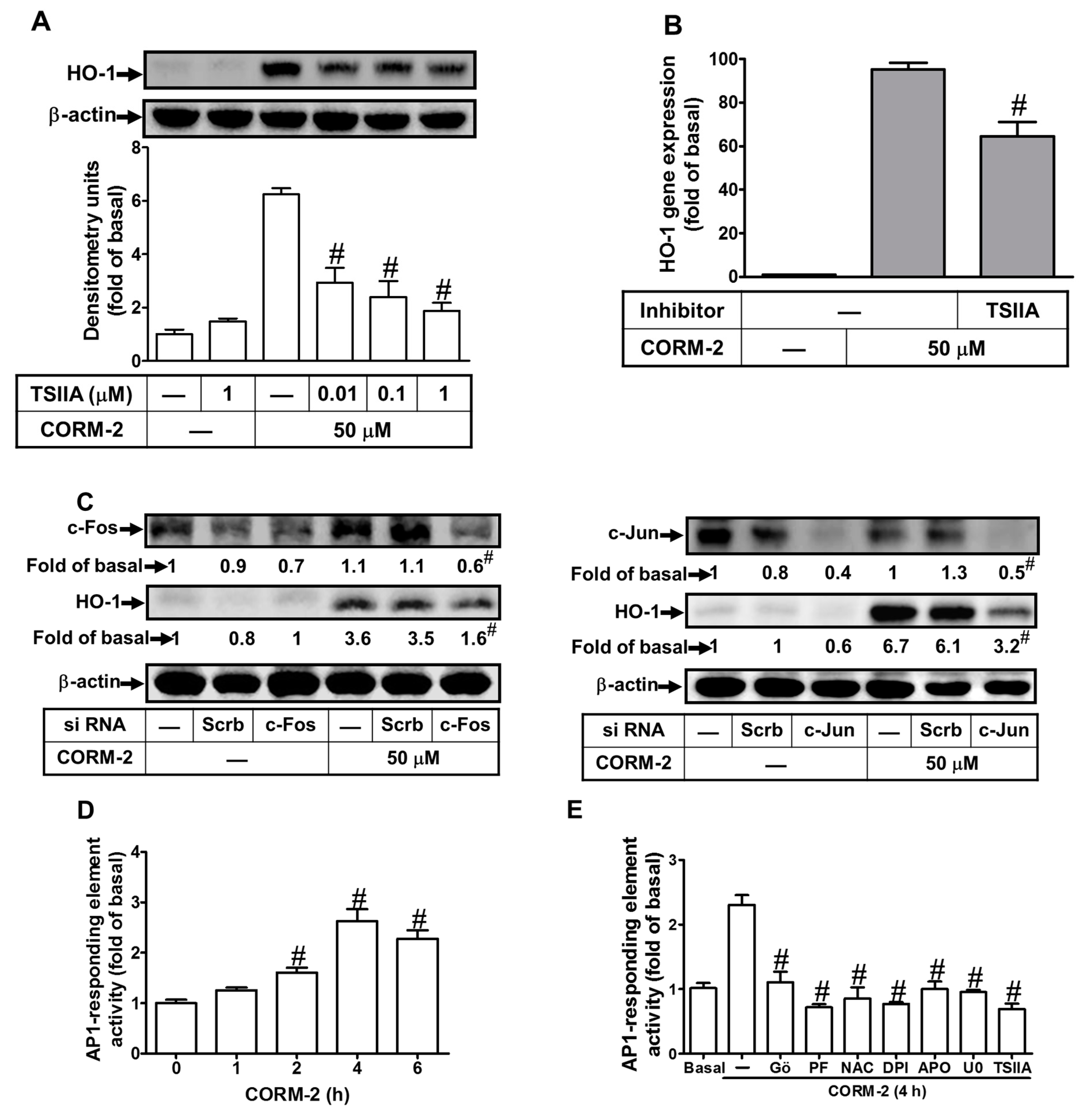 Ijms 20 03157 g007 Ijms 20 03157 g007