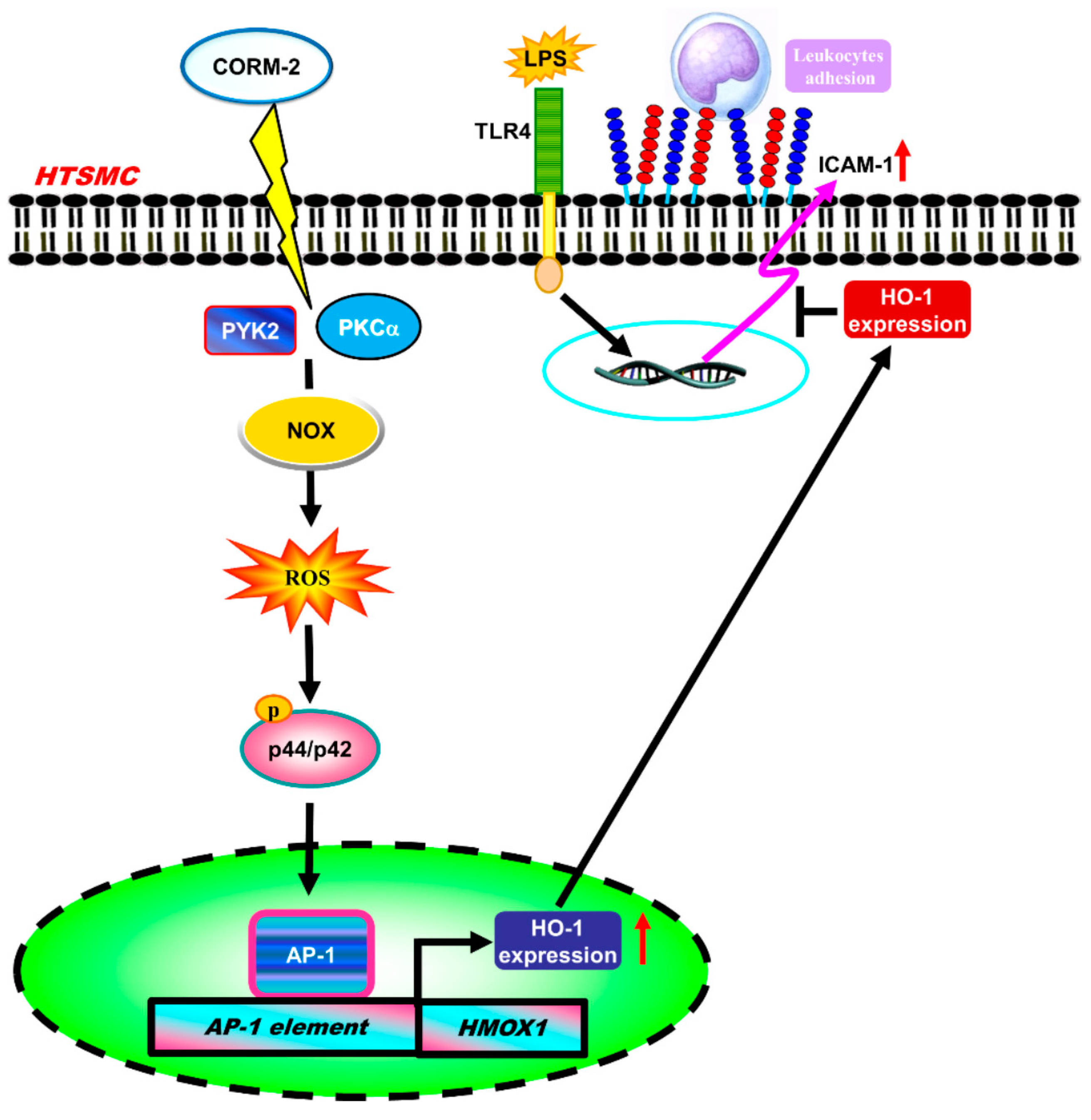 Ijms 20 03157 g009 Ijms 20 03157 g009