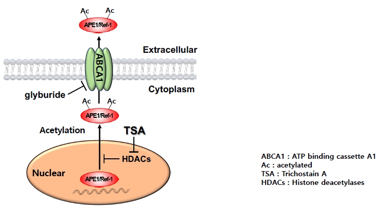 IJMS | Free Full-Text | ATP Binding Cassette Transporter A1 is Involved in  Extracellular Secretion of Acetylated APE1/Ref-1