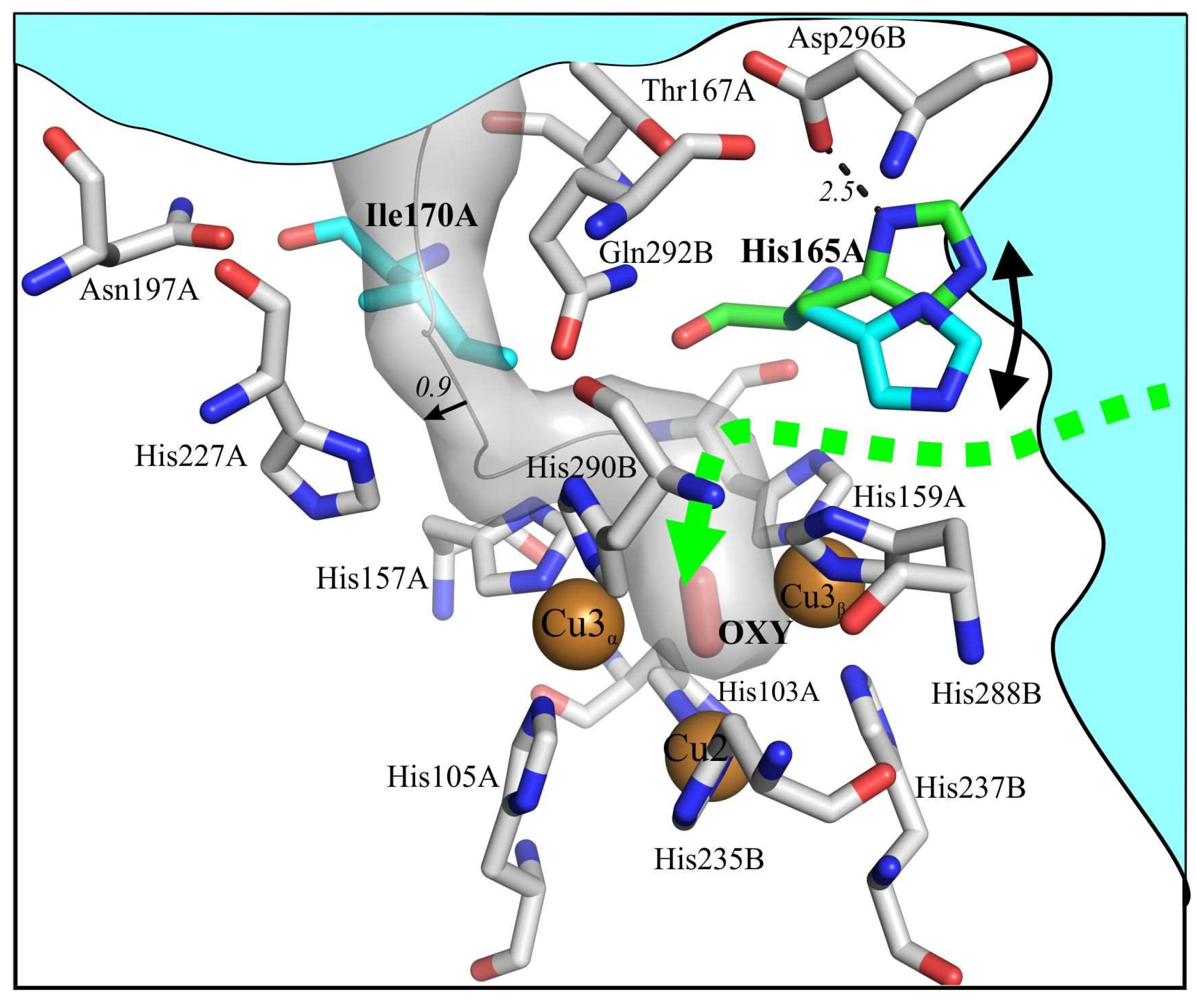Ijms 20 03184 g001 Ijms 20 03184 g001