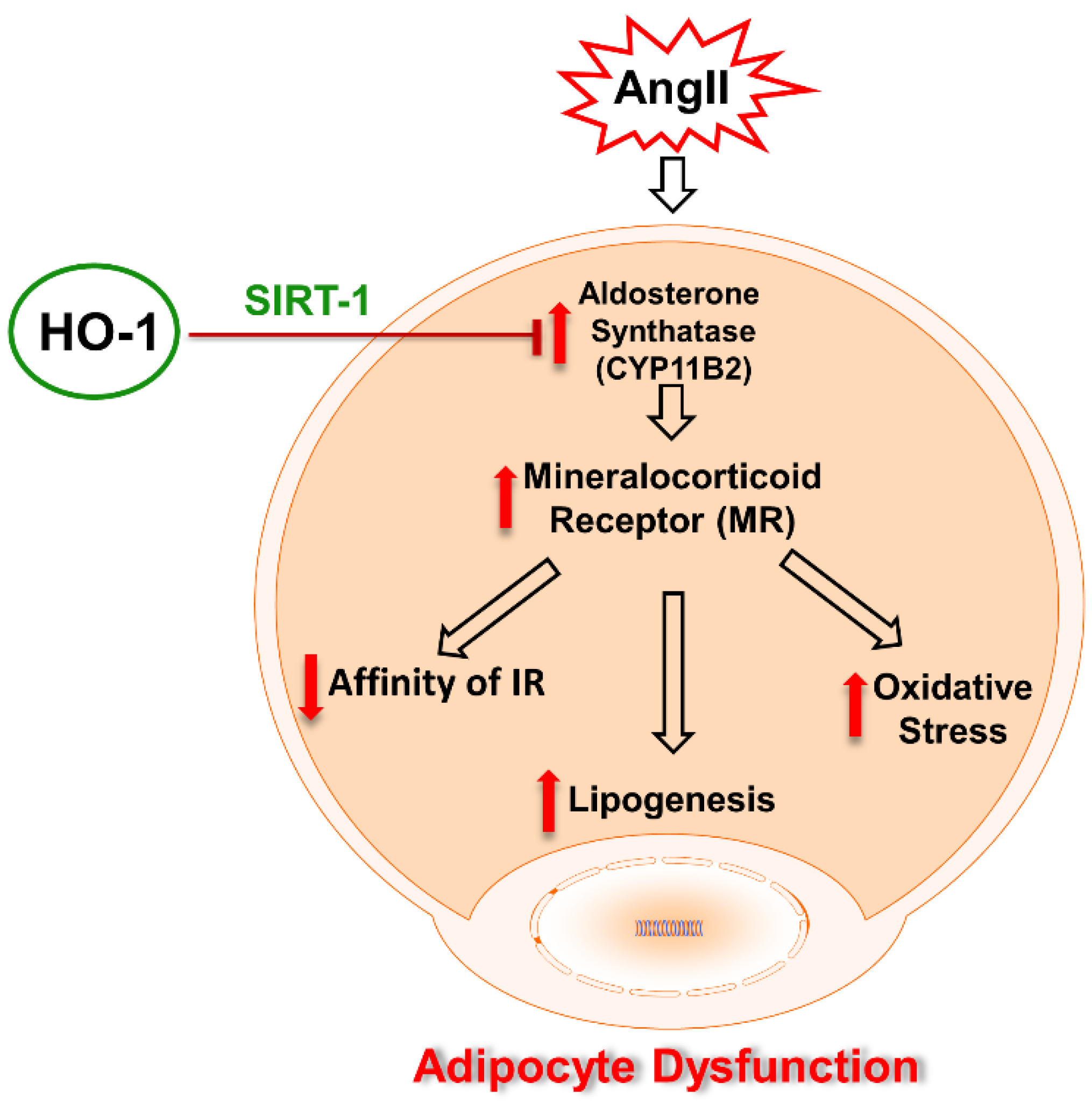 Ijms Free Full Text Beneficial Role Of Ho 1 Sirt1 Axis In Attenuating Angiotensin Ii Induced 1219