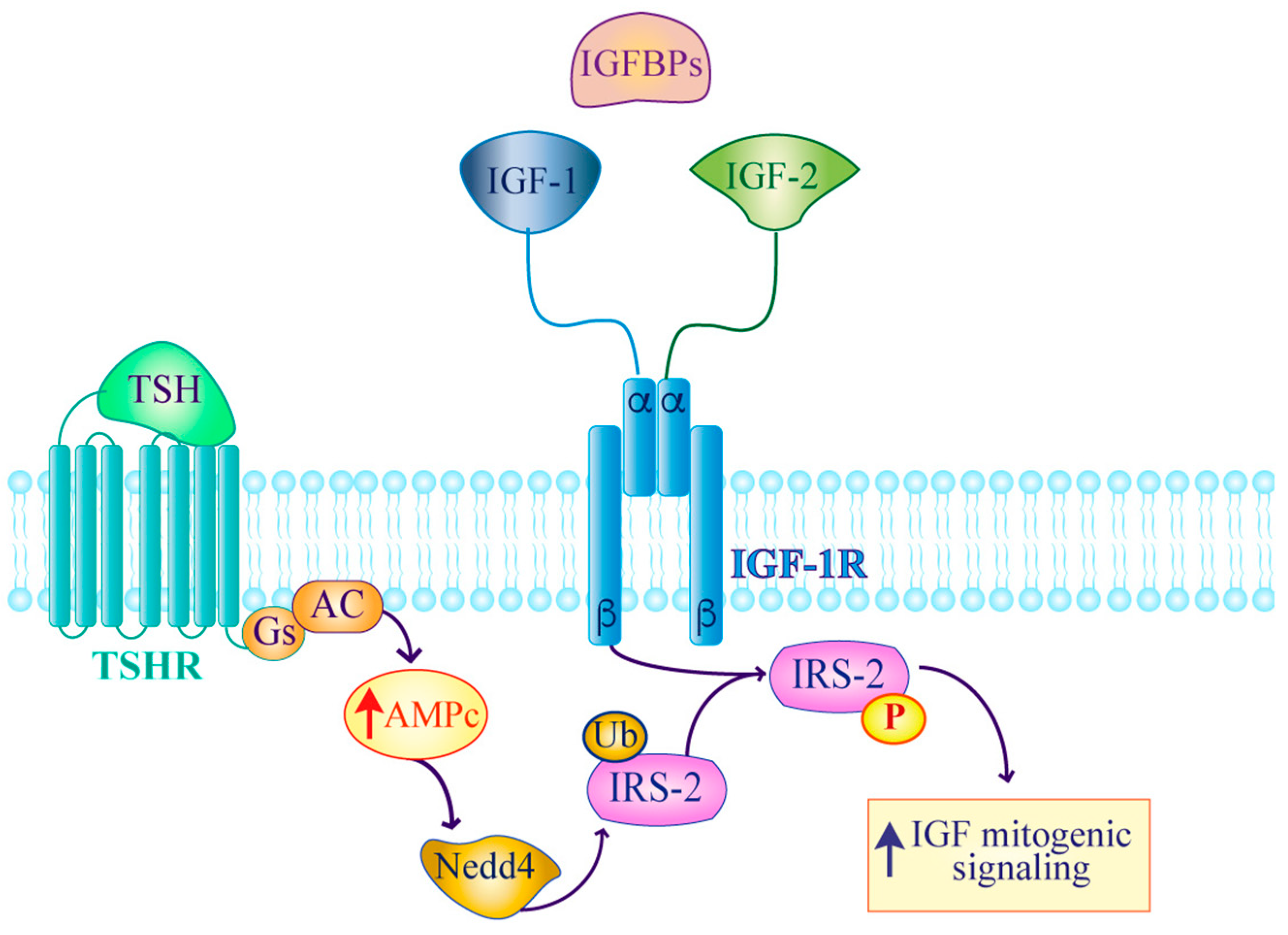 IJMS | Free Full-Text | Activation of the IGF Axis in Thyroid Cancer:  Implications for Tumorigenesis and Treatment | HTML