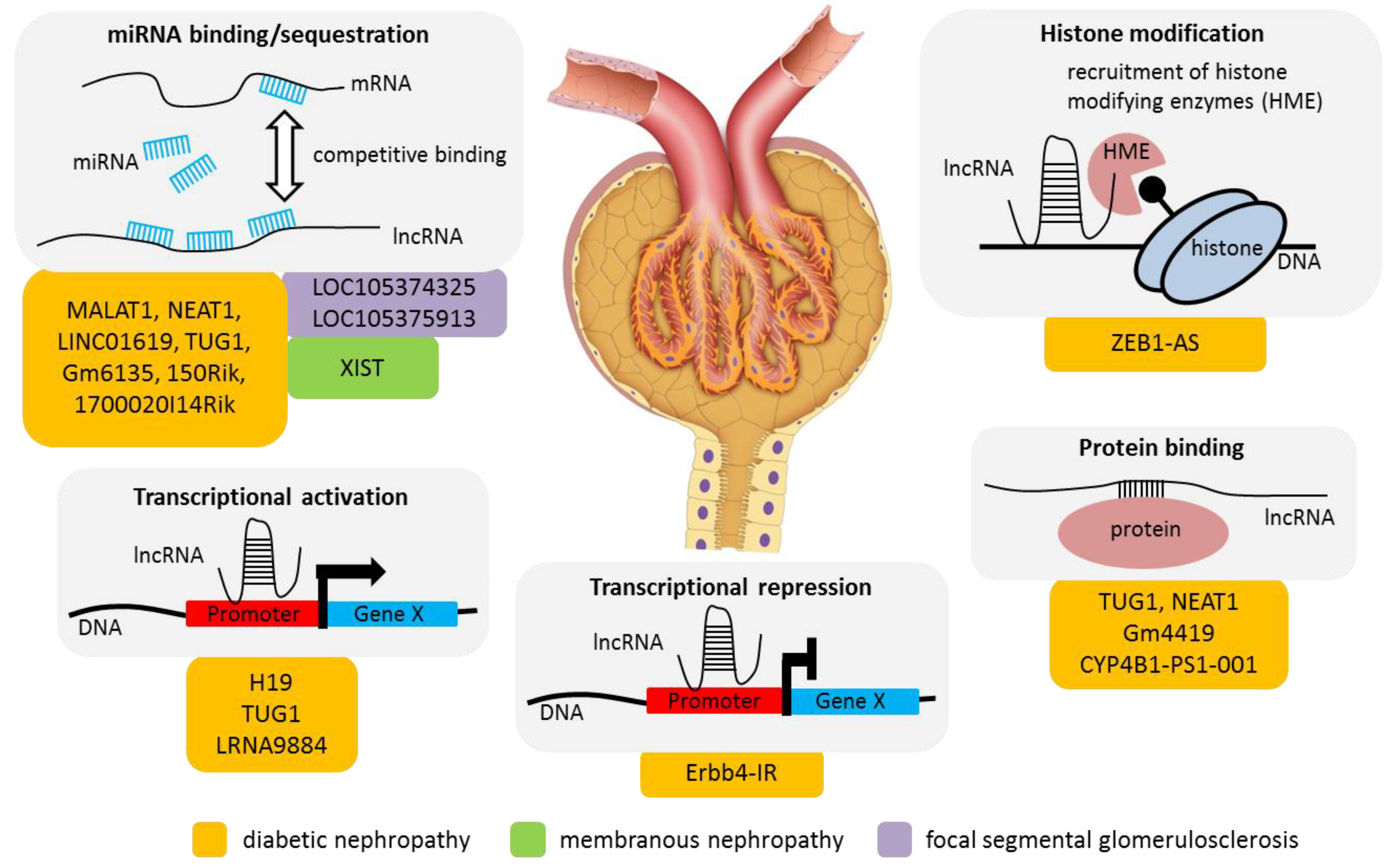 NINJA: A systematic approach to reduce exposure to nephrotoxins — NephJC