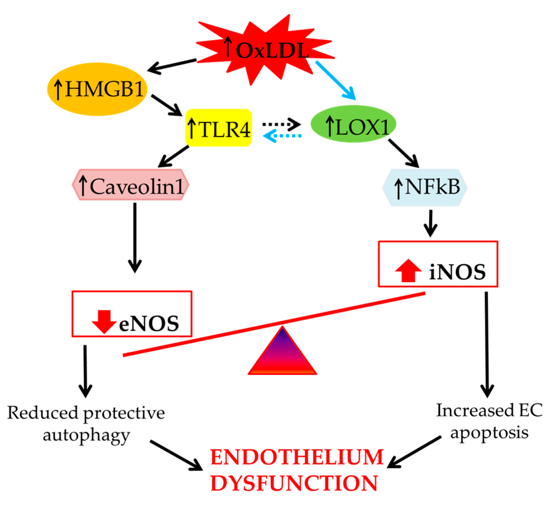 Ijms 20 03294 g003 Ijms 20 03294 g003