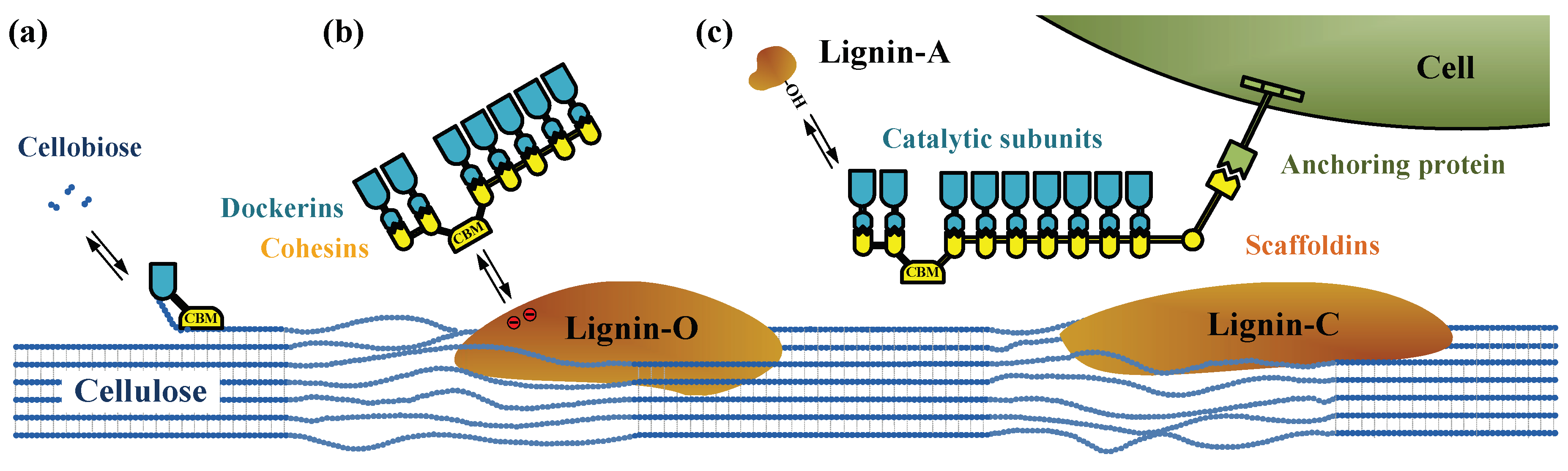 Ijms Free Full Text Substrate Related Factors Affecting Cellulosome Induced Hydrolysis For Lignocellulose Valorization Html