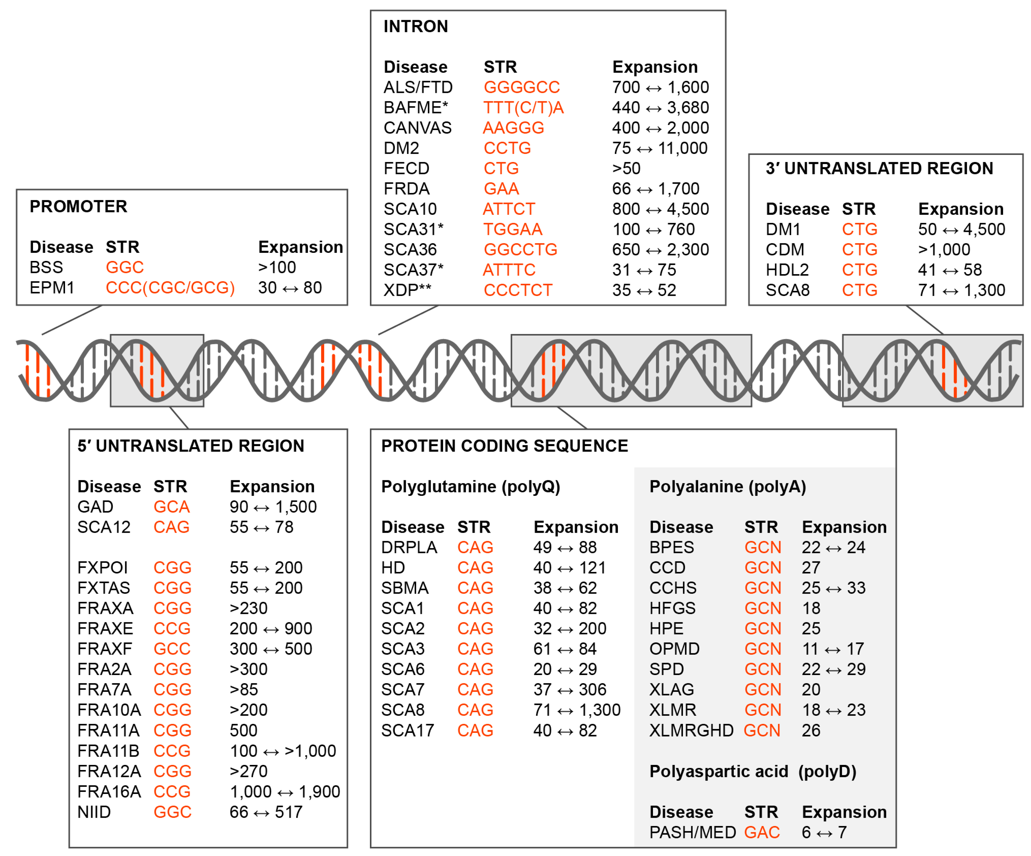 IJMS | Free Full-Text | Short Tandem Repeat Expansions and RNA ...