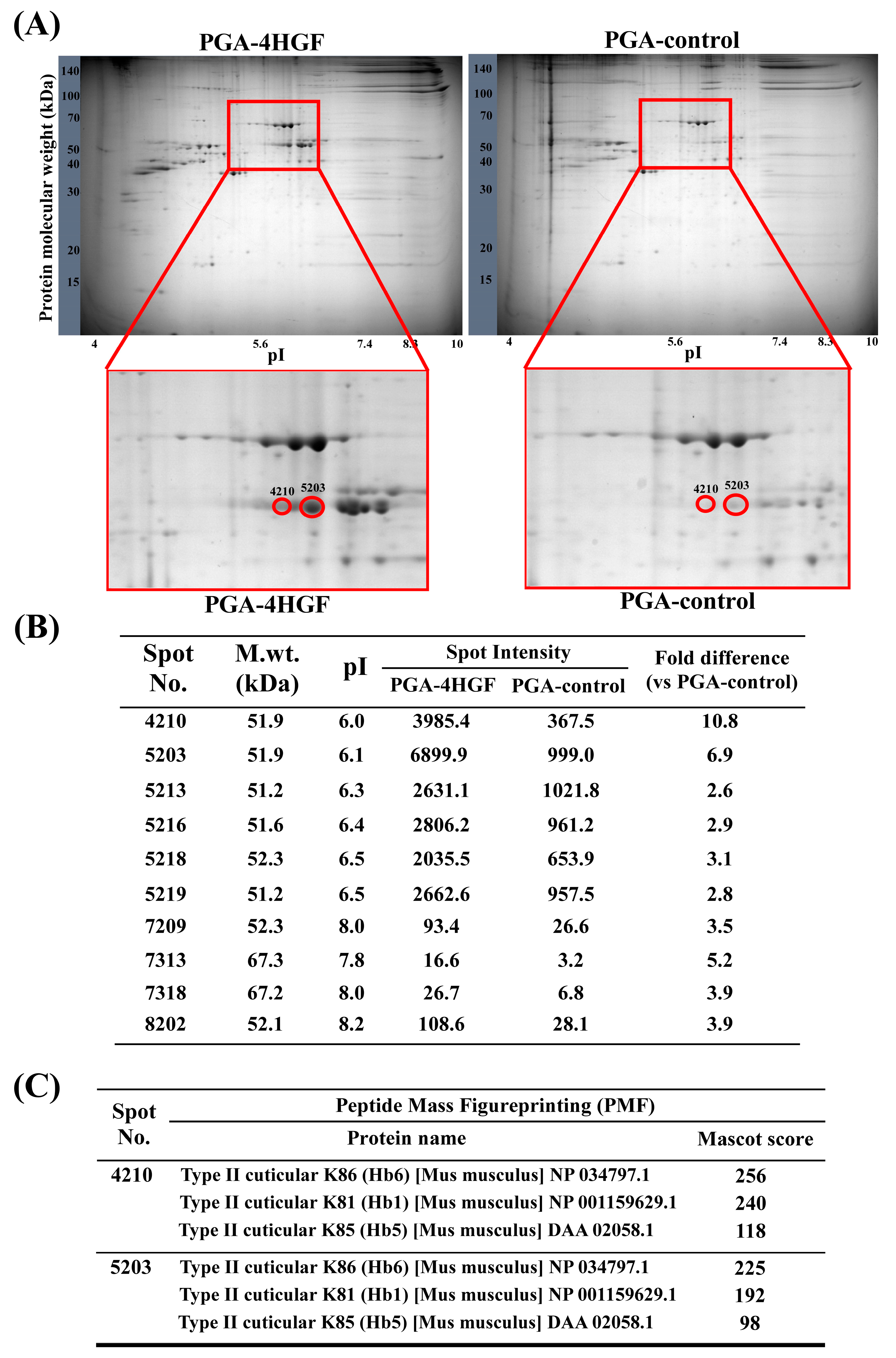 Ijms Free Full Text Hair Growth Promoting Effect Of 4hgf Encapsulated With Pga Nanoparticles Pga 4hgf By B Catenin Activation And Its Related Cell Cycle Molecules Html