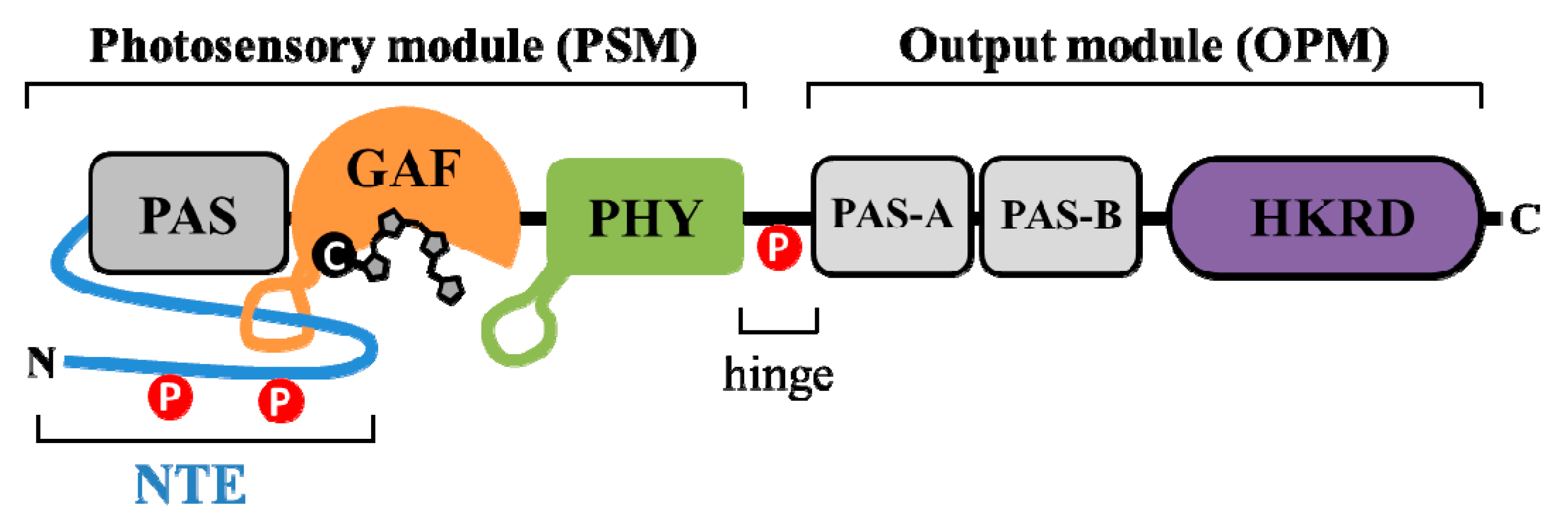 IJMS  Free FullText  Plant Phytochromes and their Phosphorylation