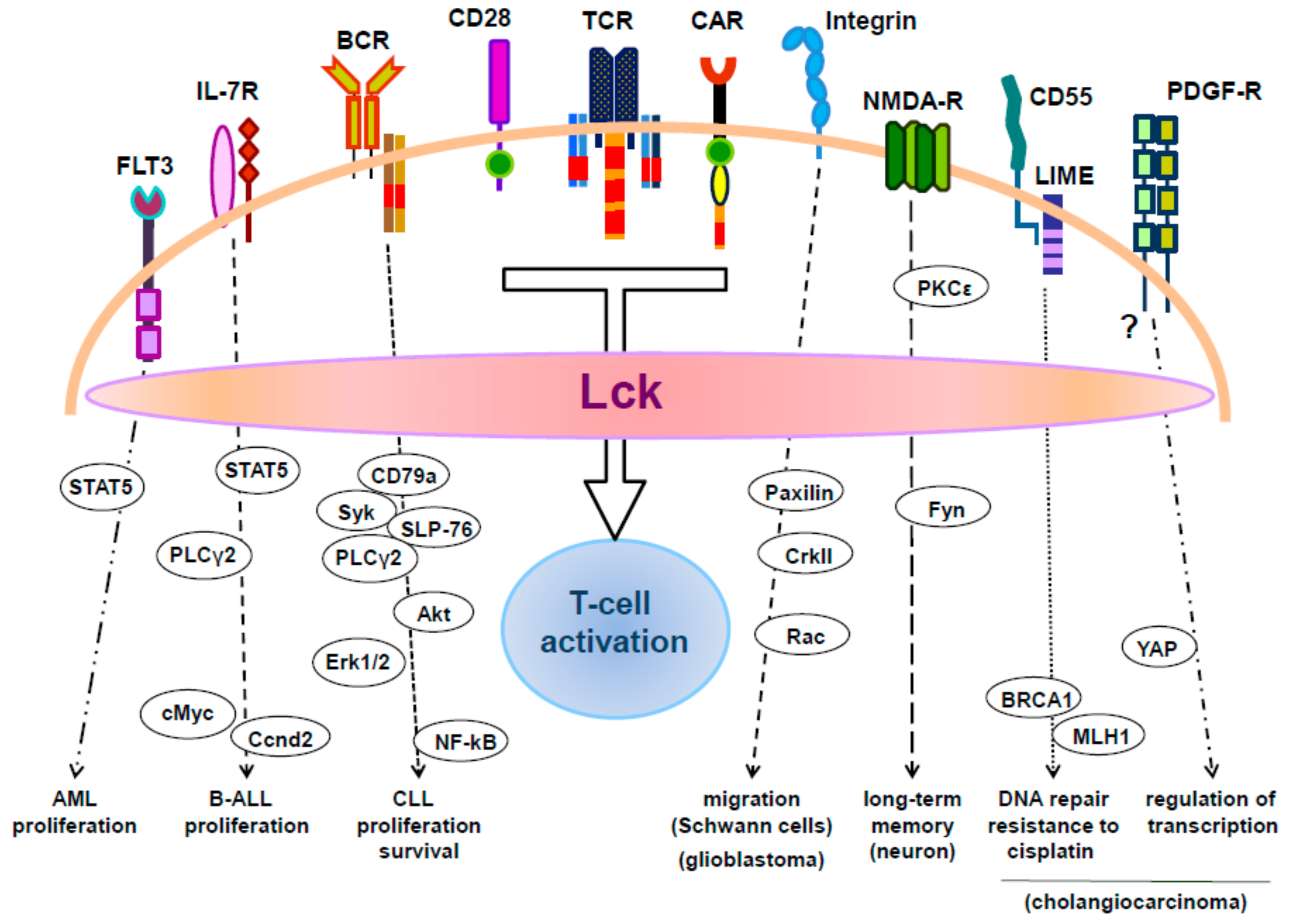 Ijms Free Full Text Beyond Tcr Signaling Emerging Functions Of Lck