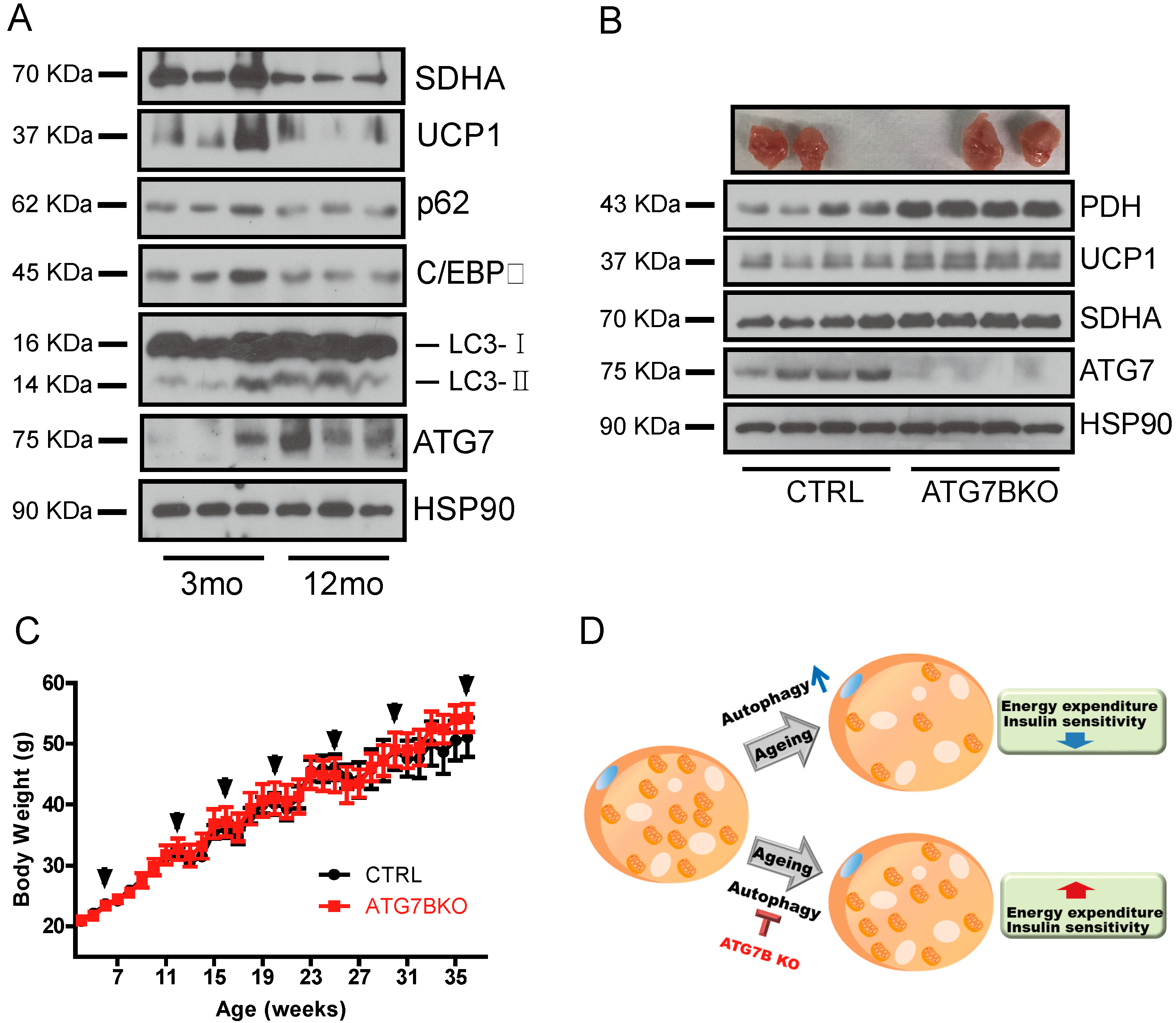 Ijms 20 03520 g006 Ijms 20 03520 g006