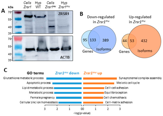 Hypothalamic transcriptomes of 99 mouse strains reveal trans eQTL hotspots,  splicing QTLs and novel non-coding genes