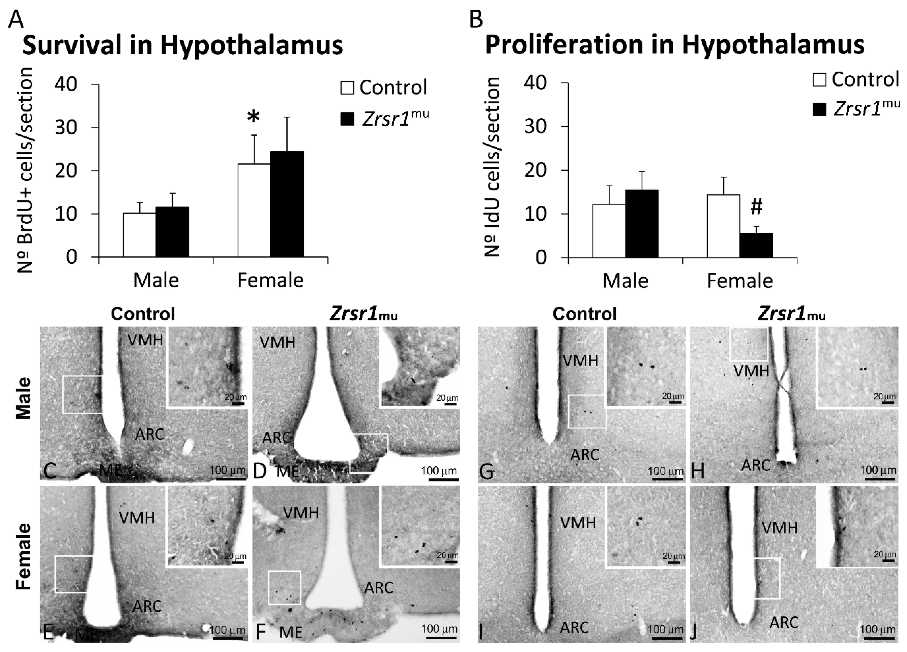 Hypothalamic transcriptomes of 99 mouse strains reveal trans eQTL hotspots,  splicing QTLs and novel non-coding genes