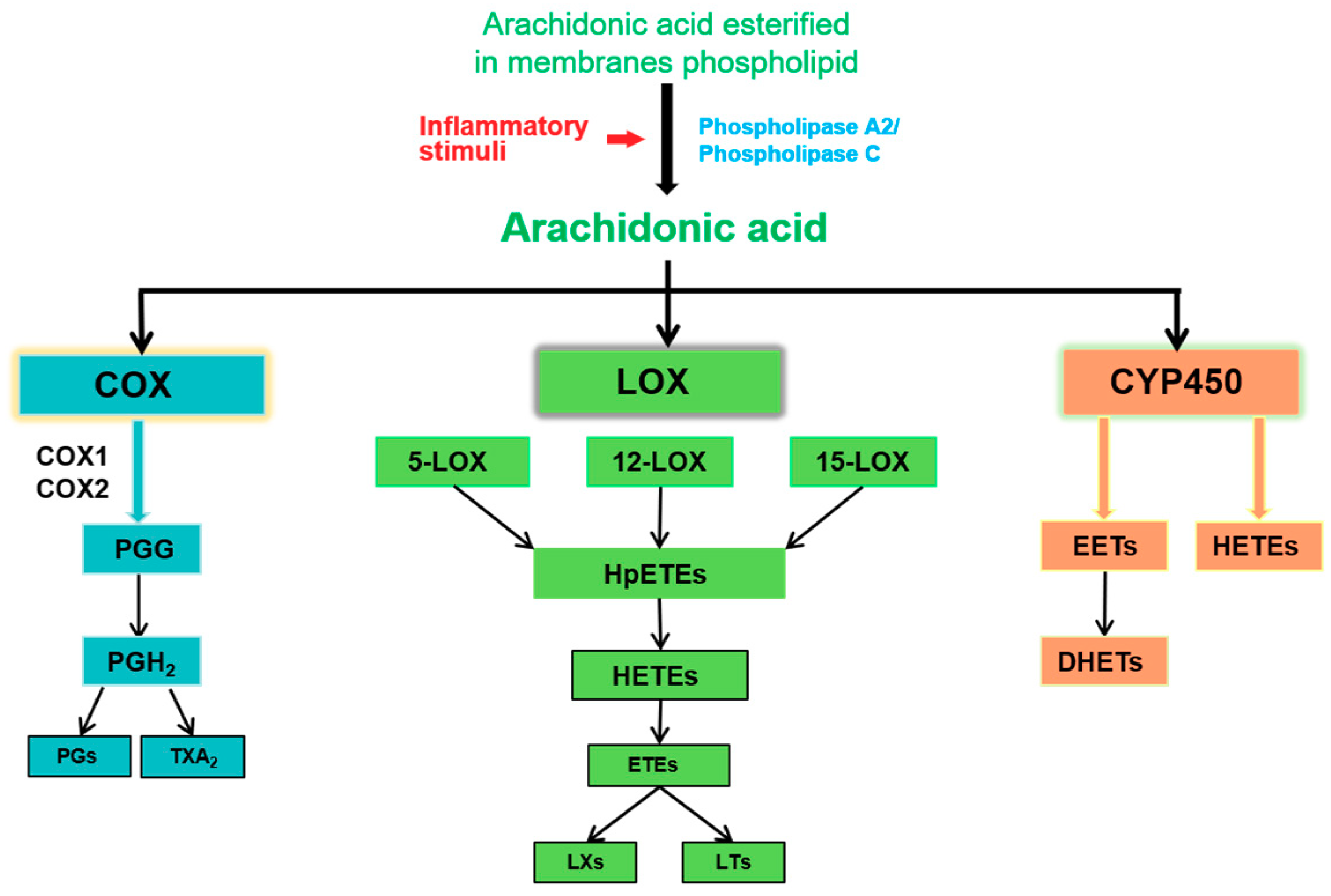 IJMS | Free Full-Text | Arachidonic Acid Metabolism and Kidney Inflammation