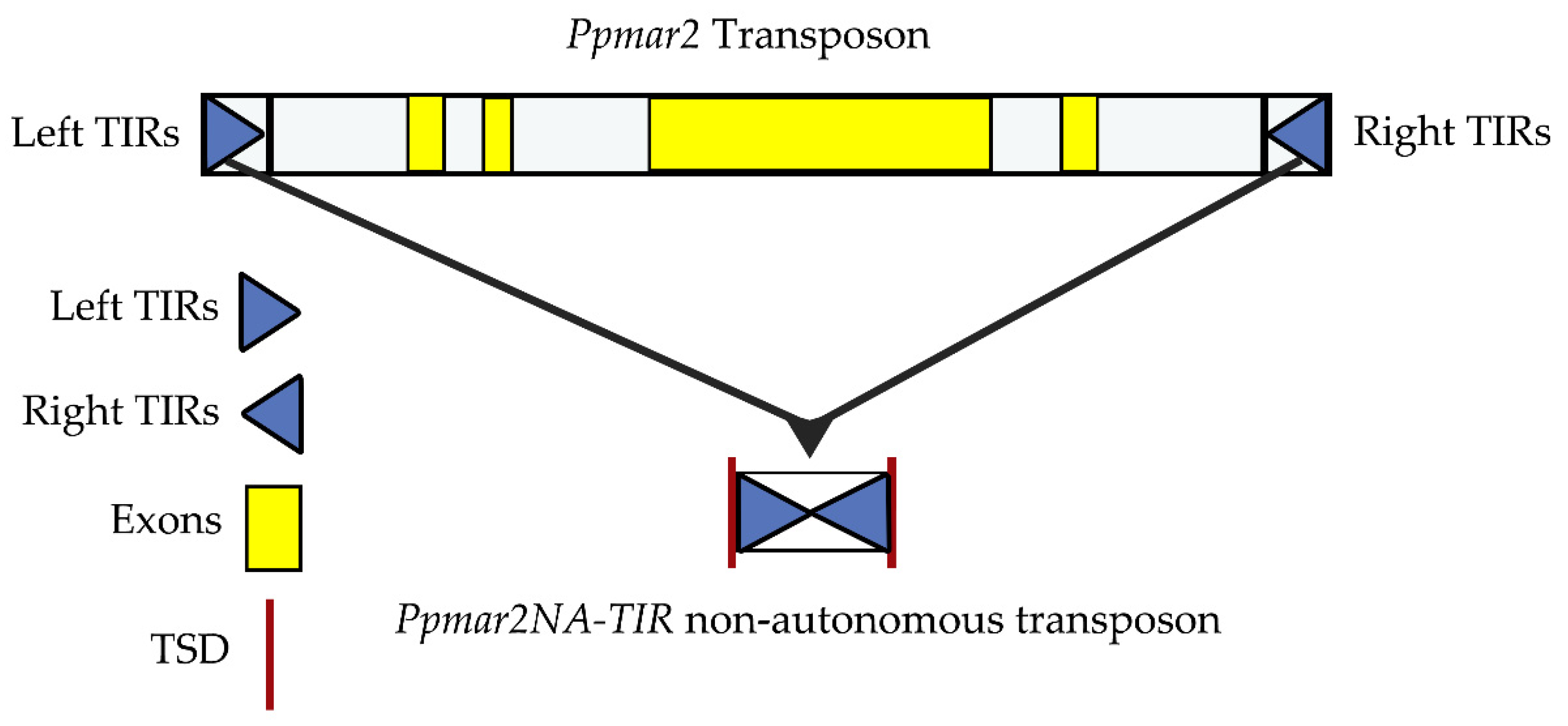 IJMS | Free Full-Text | Affinities of Terminal Inverted Repeats to DNA  Binding Domain of Transposase Affect the Transposition Activity of Bamboo  Ppmar2 Mariner-Like Element