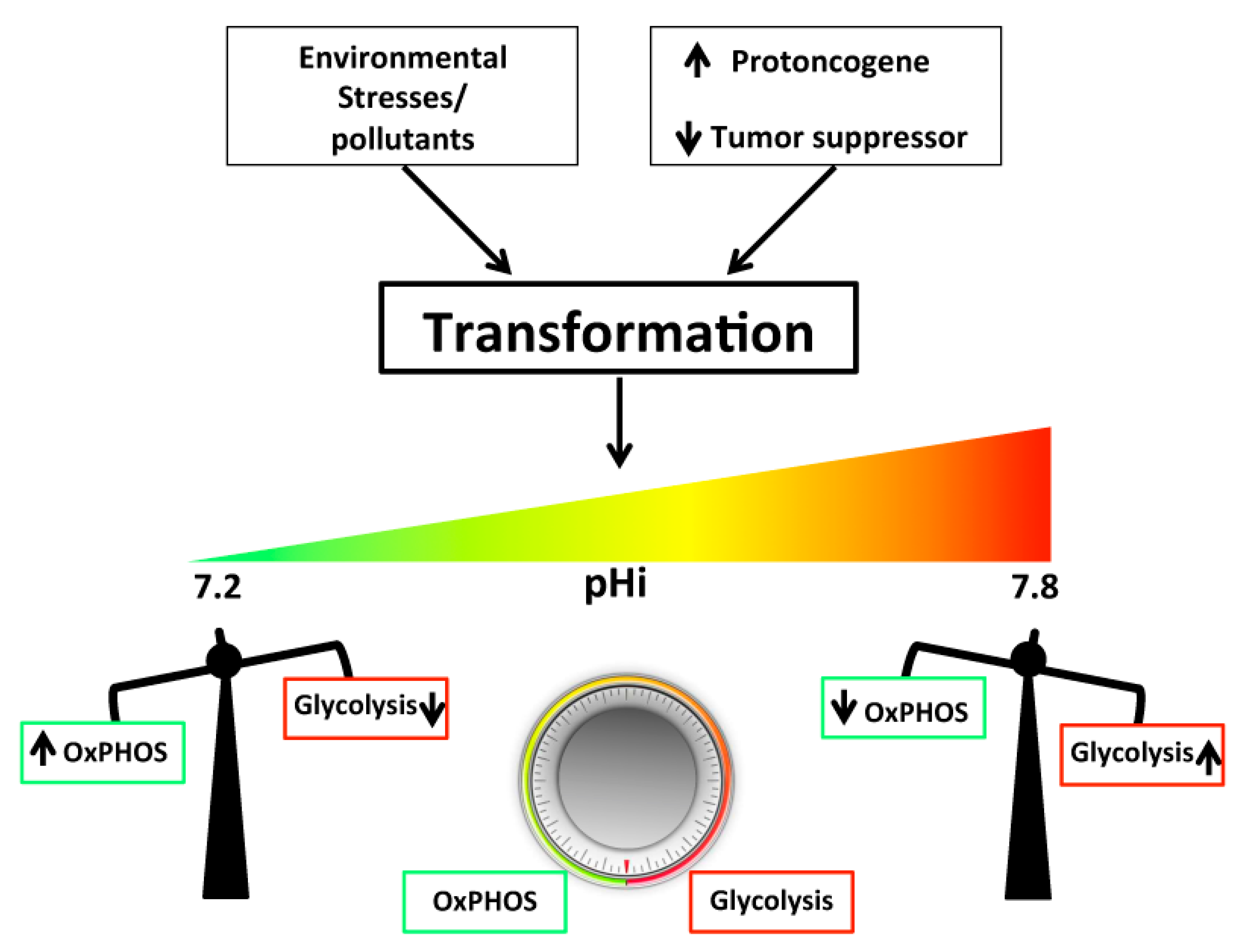 Ijms 20 03694 g001 Ijms 20 03694 g001