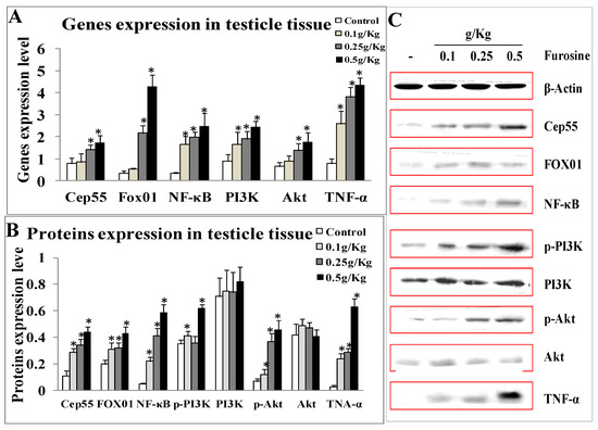 Ijms Free Full Text Furosine Posed Toxic Effects On Primary Sertoli Cells Through Regulating Cep55 Nf Kb Pi3k Akt Fox01 Tnf A Pathway Html