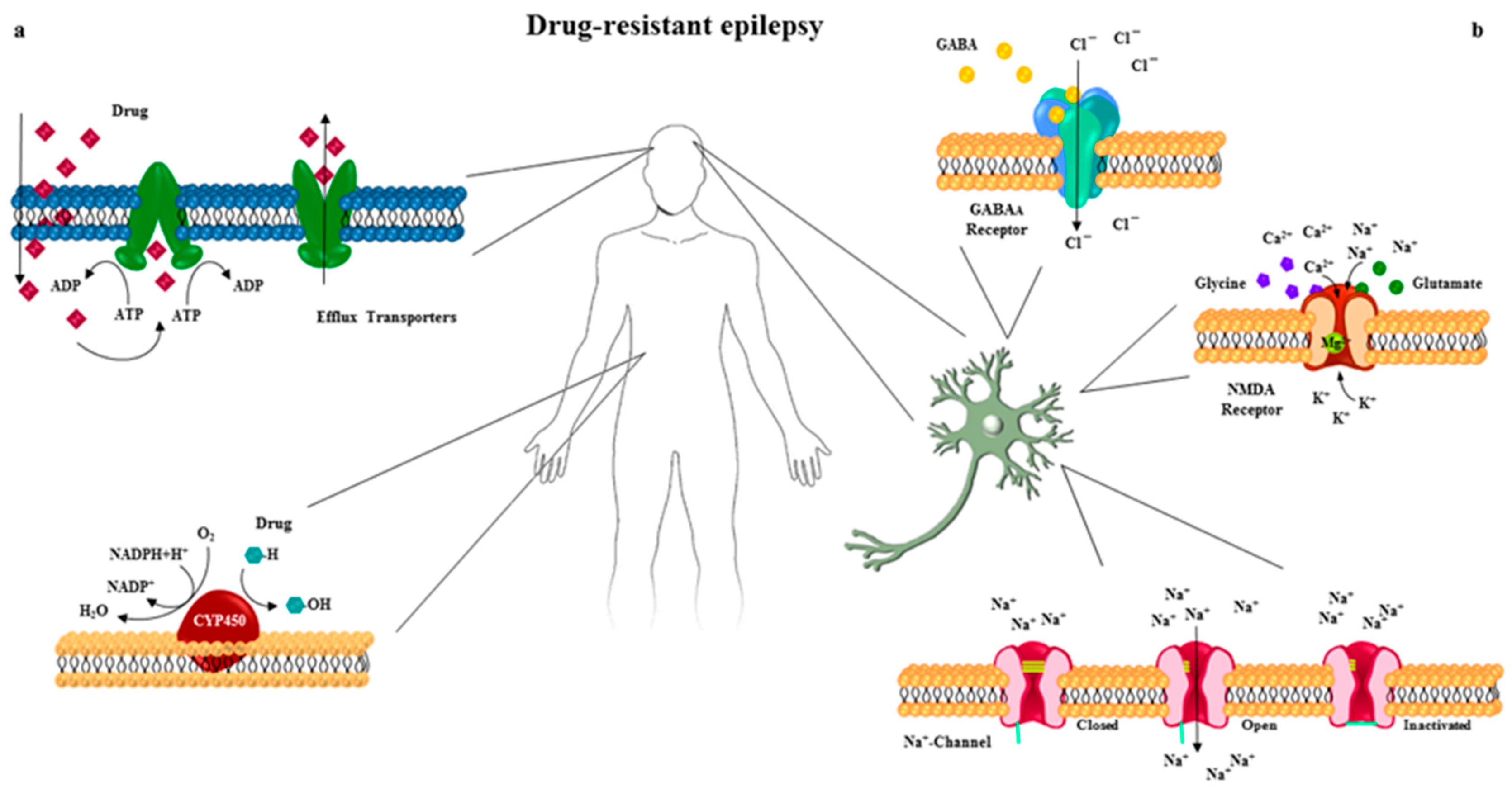 IJMS Free Full Text A Systems Biology Approach for