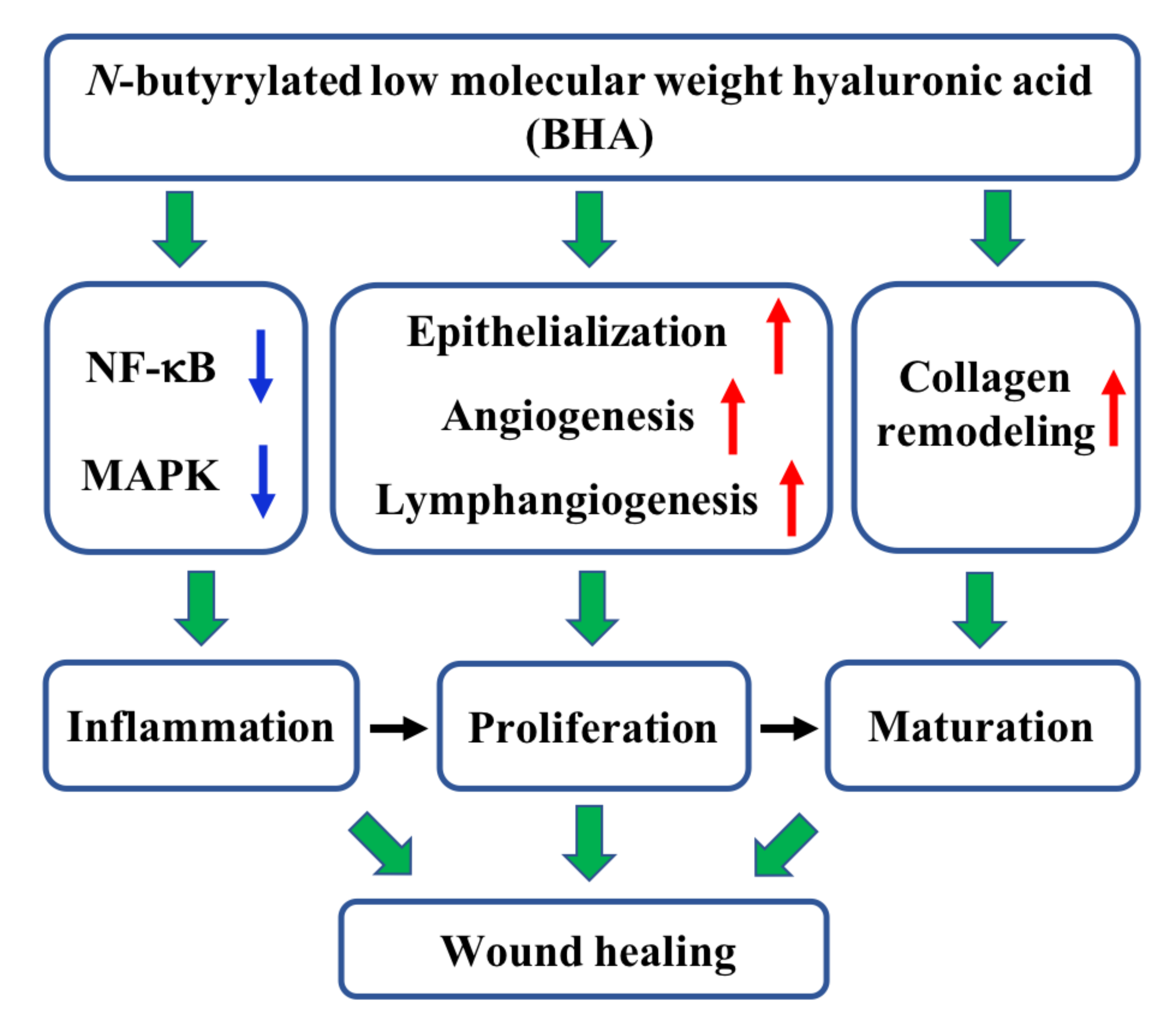 IJMS Free FullText A Low Molecular Weight Hyaluronic Acid