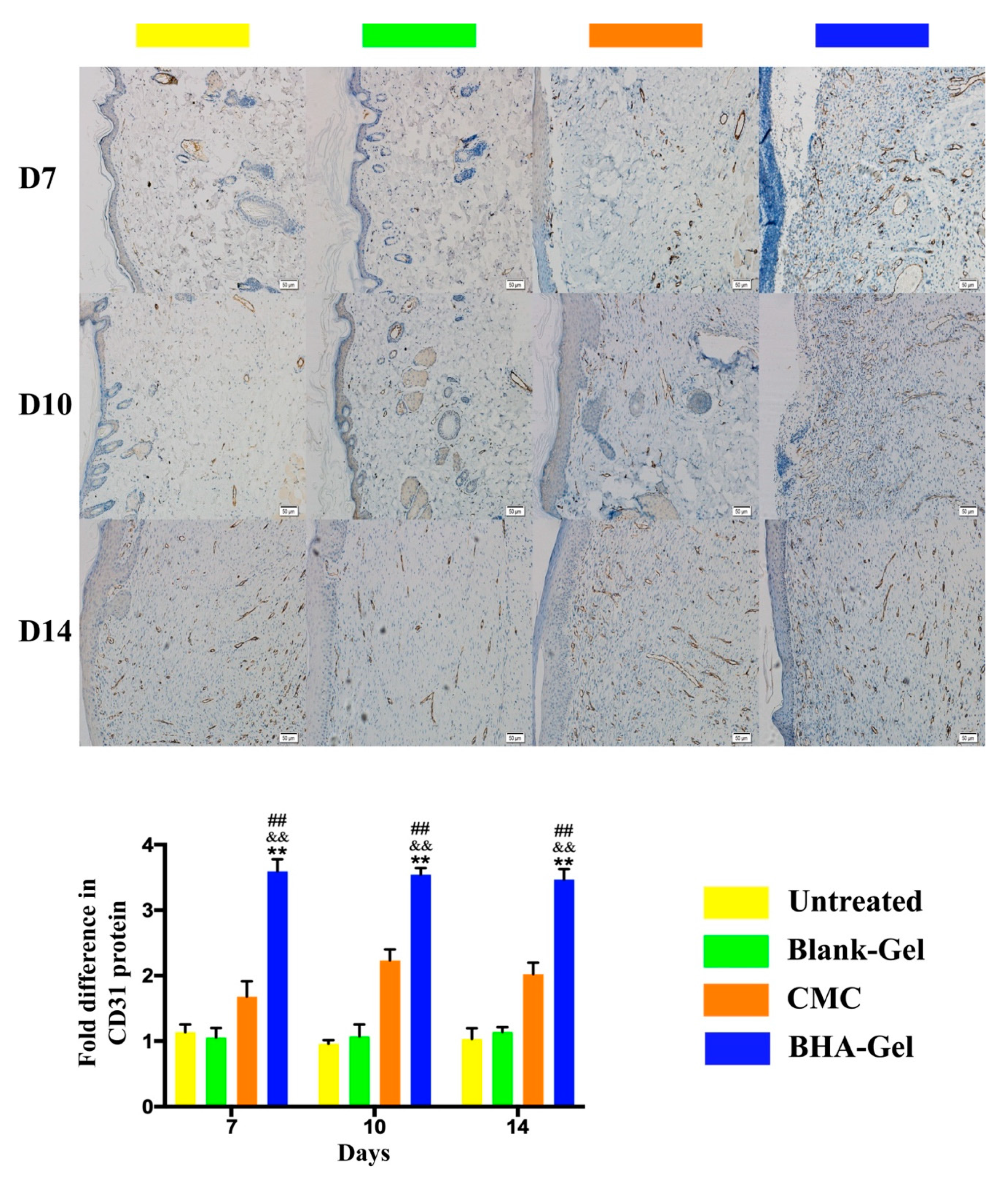 Ijms Free Full Text A Low Molecular Weight Hyaluronic Acid Derivative Accelerates Excisional Wound Healing By Modulating Pro Inflammation Promoting Epithelialization And Neovascularization And Remodeling Collagen Html